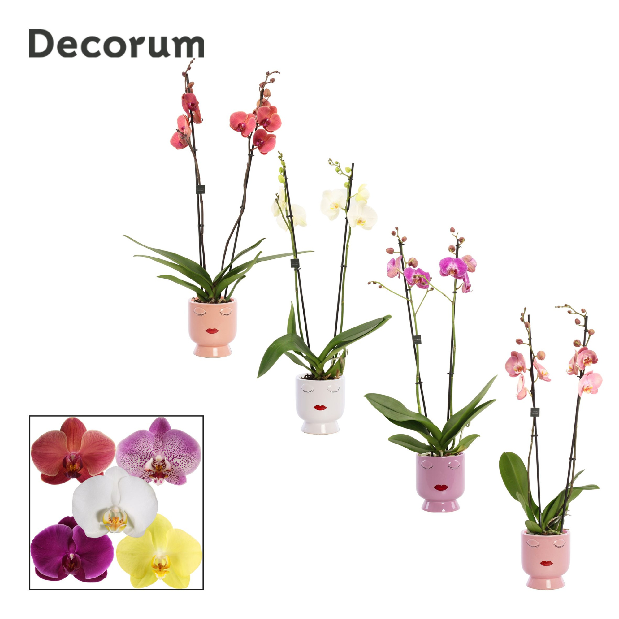 Phalaenopsis 2 tak 16+ mix in Dua Lipa (Party Love-collection), D 12