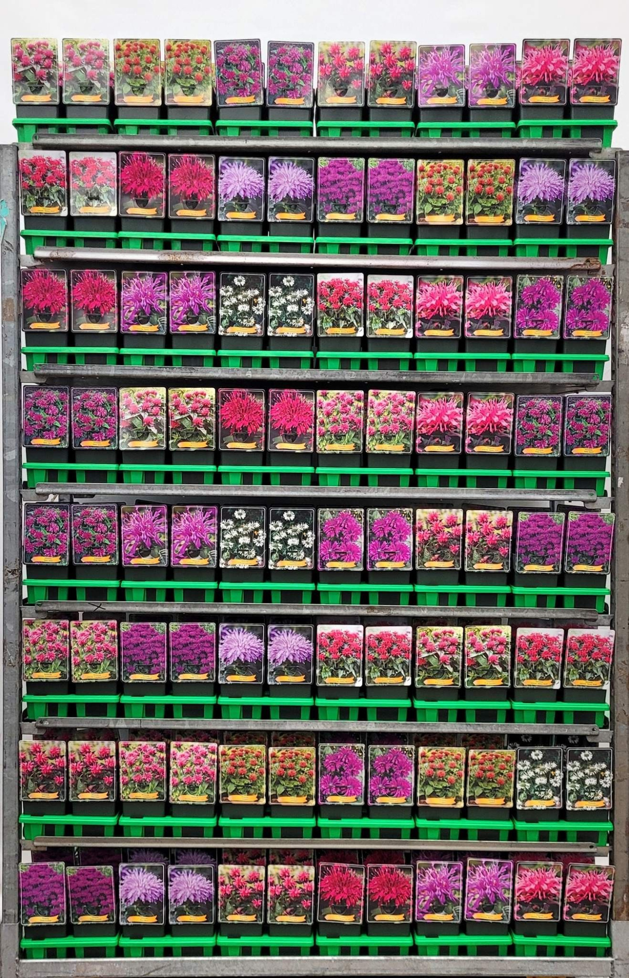 Monarda Mix CC P11, D 11 cm