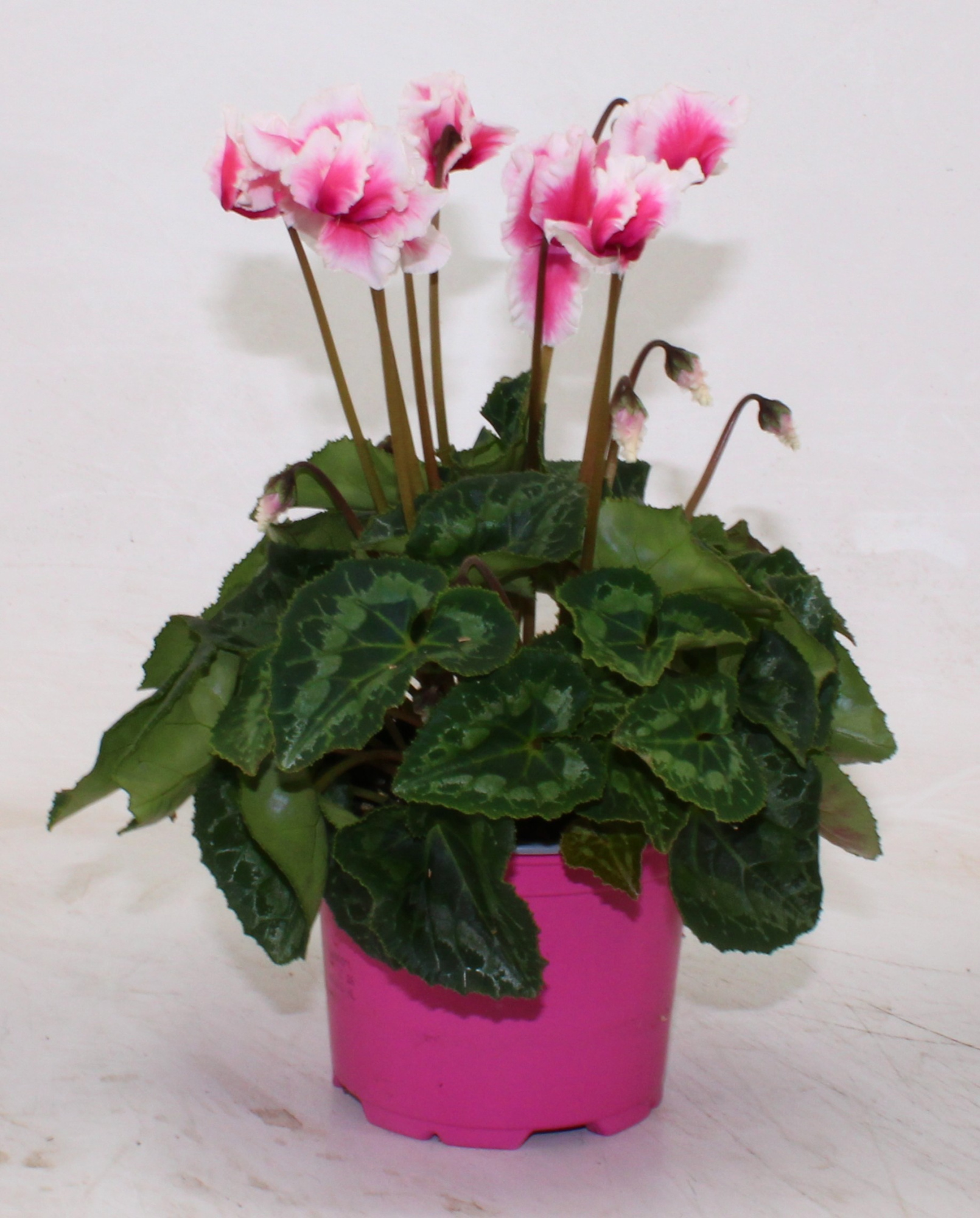 Cyclamen Abanico roze, D 12 cm