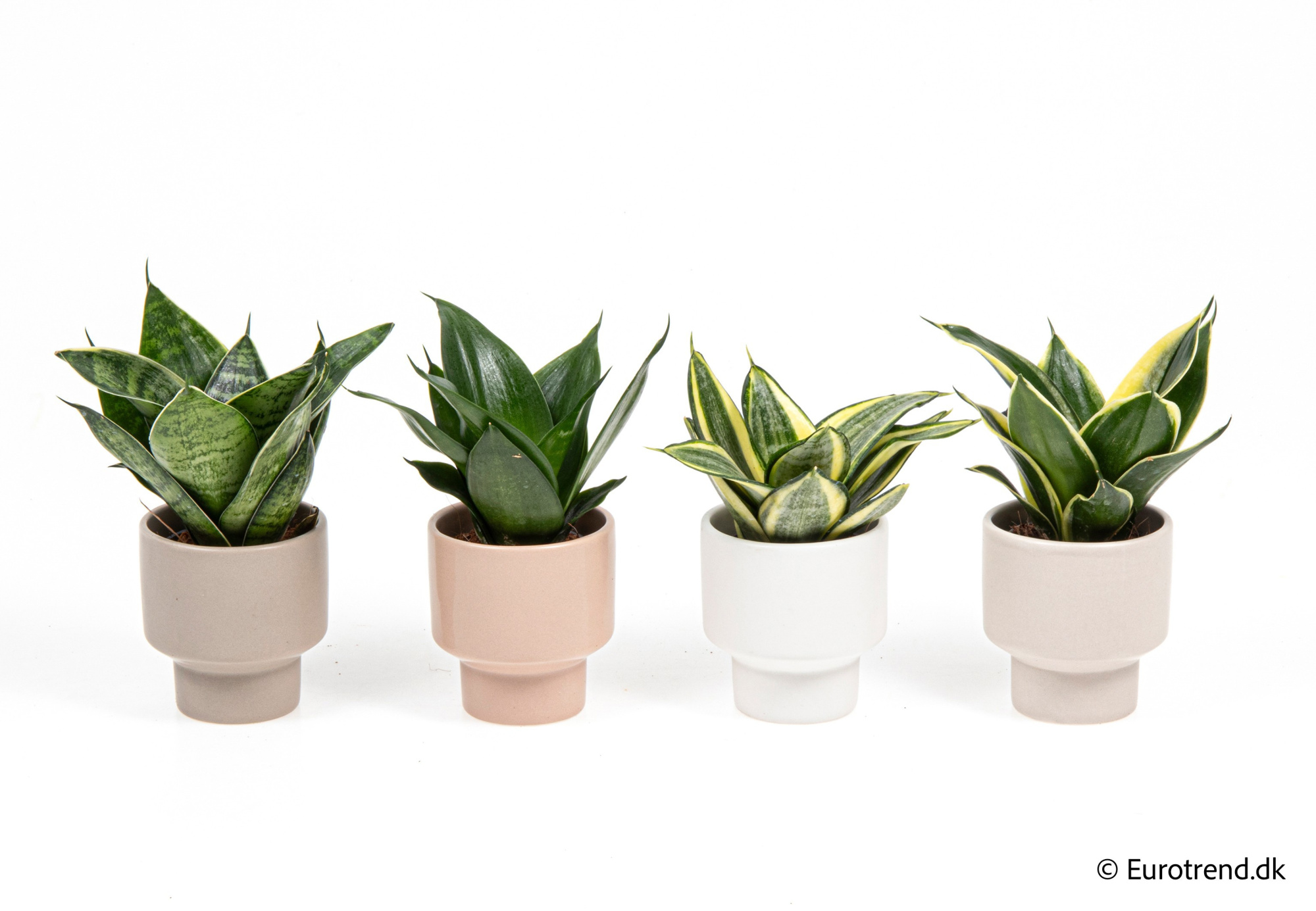 SanseveriaHahnii in New Look ceramic 2026, D 6