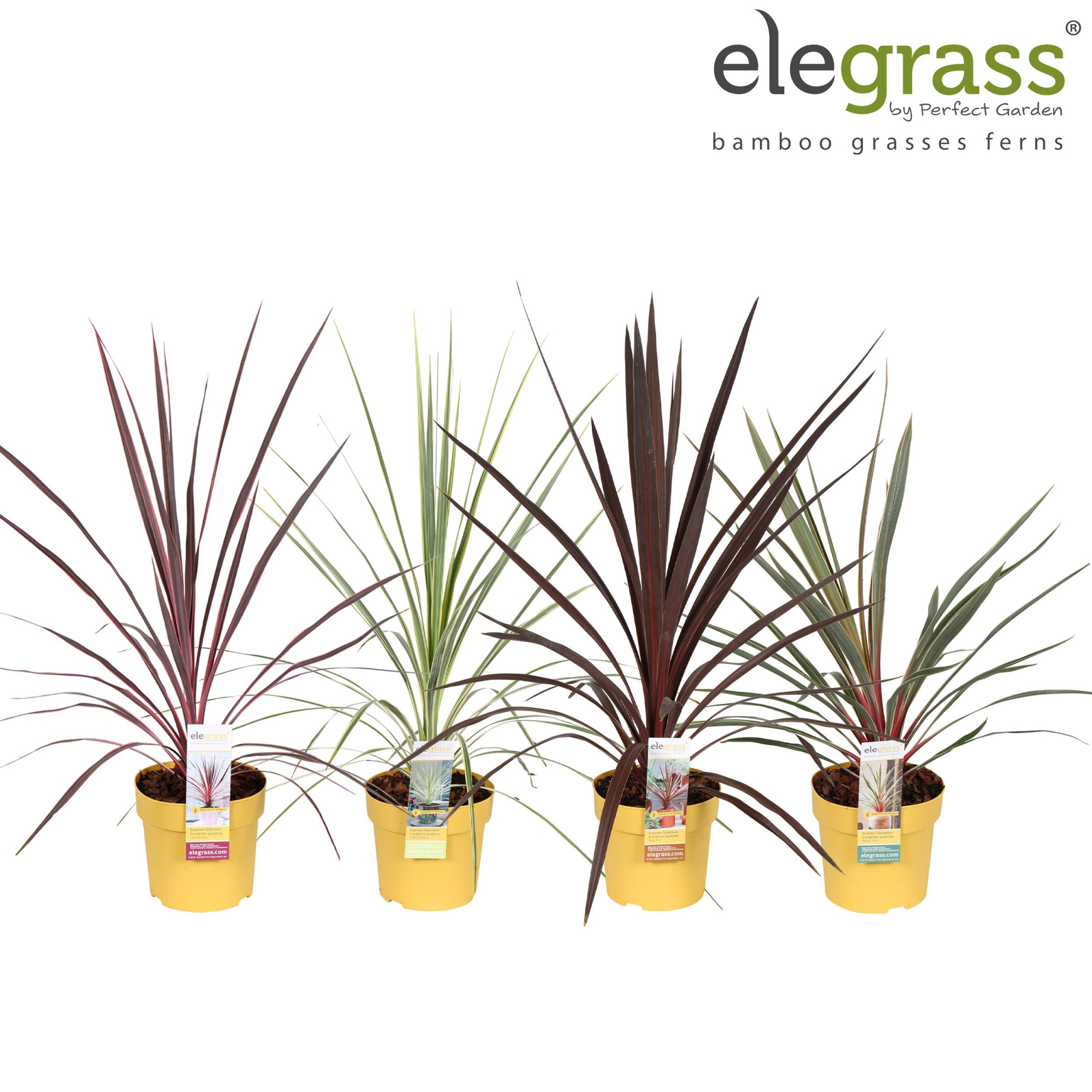 Cordyline mix tray P14, D 14