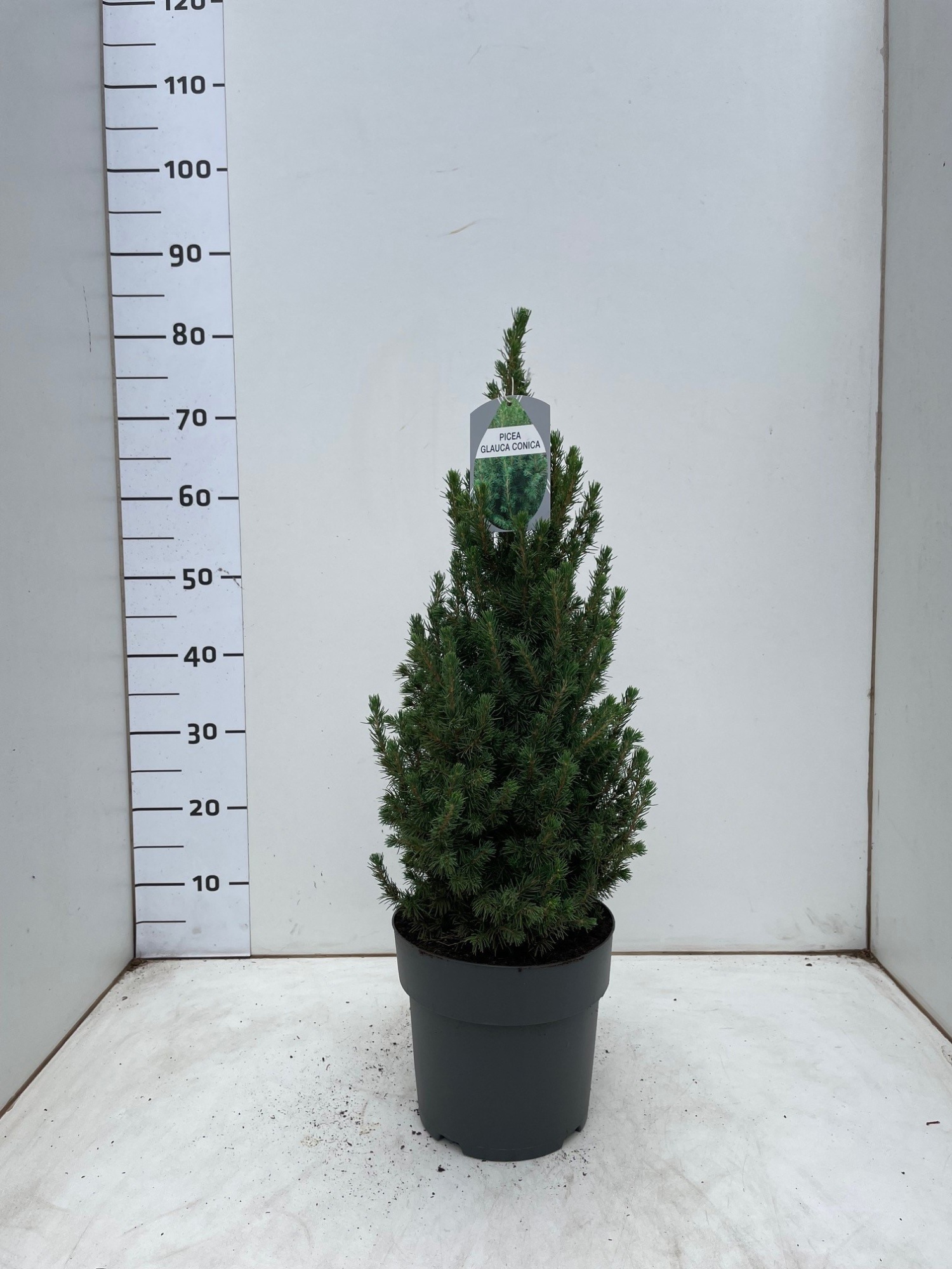 Picea glauca Conica 'December' 50-60 4L, D 22 cm