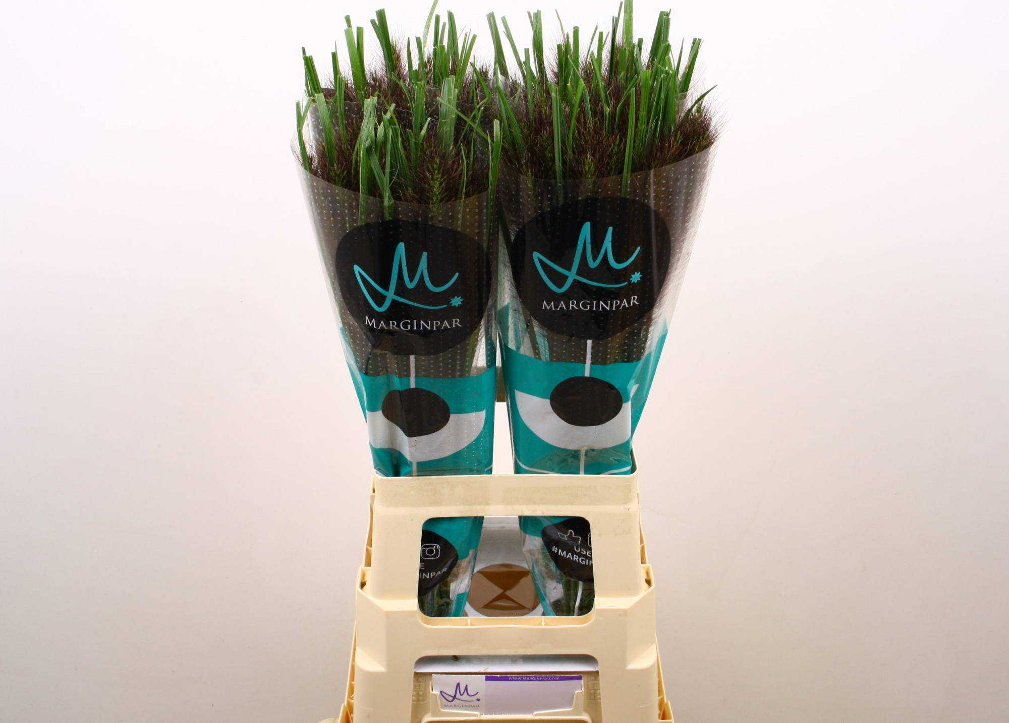 Пенисетум Блэк Фокс 70, шт.