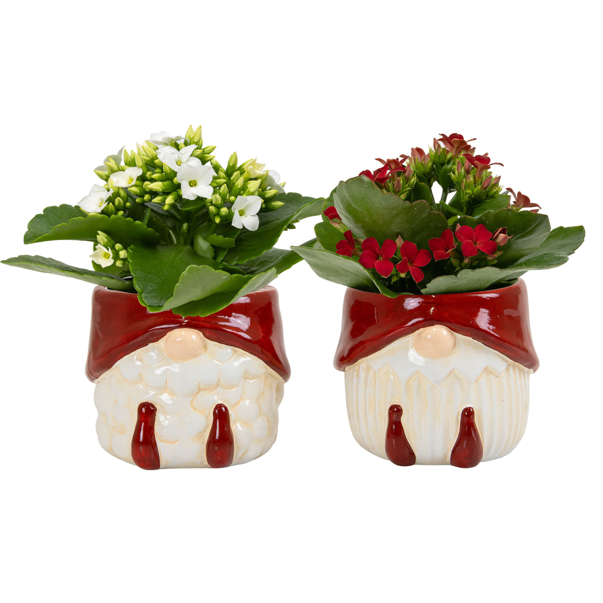 Father Christmas with Kalanchoe, D 6