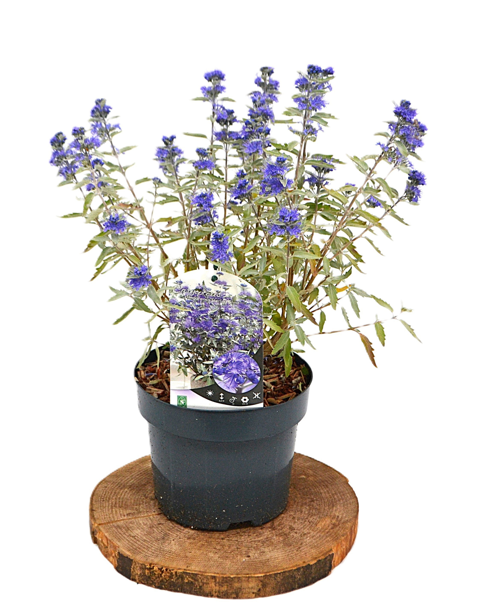 Caryopteris cla. 'Sterling Silver' C3, D 19