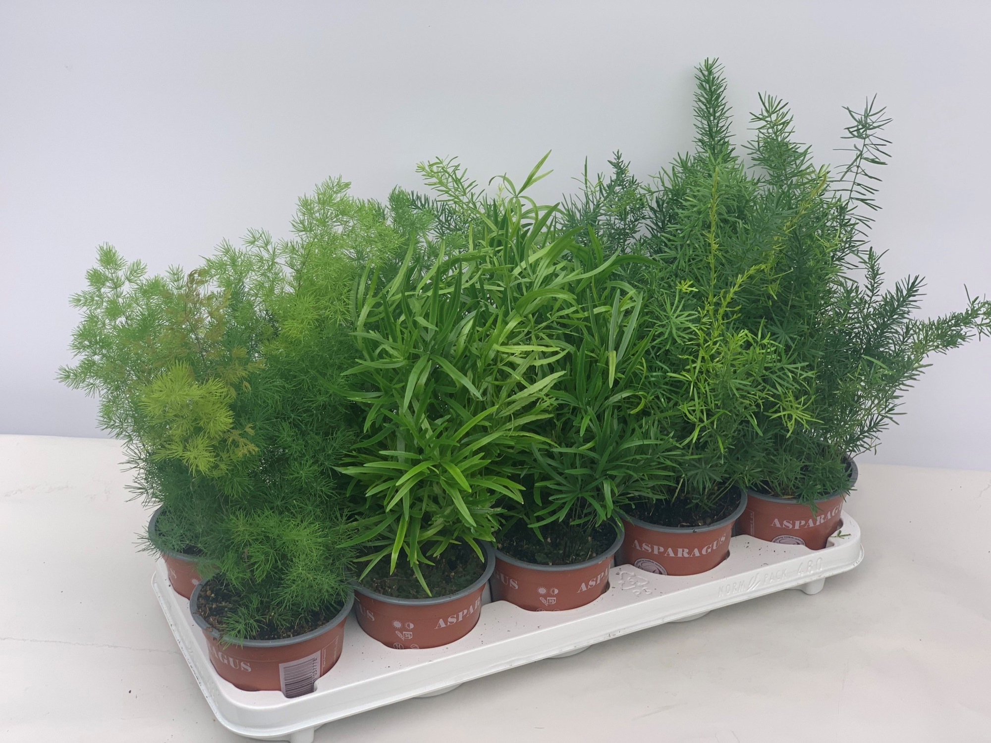 Asparagus Mix in tray, D 12 cm