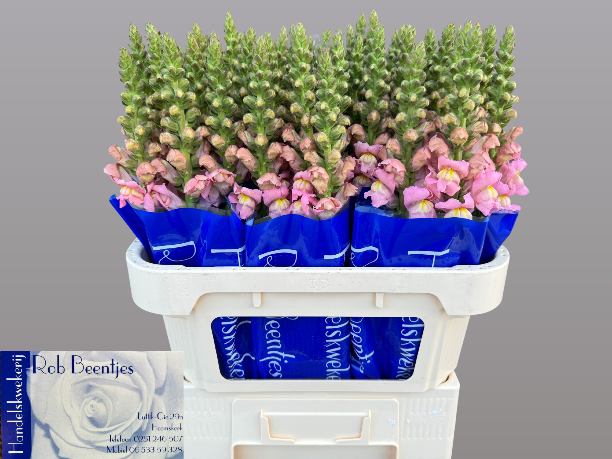 Антирринум Антибс Пинк, шт.