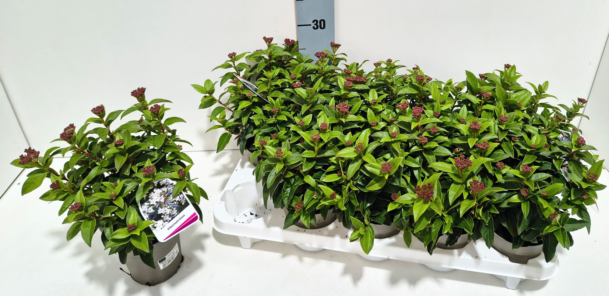 Viburnum tinus 11T, D 11 cm