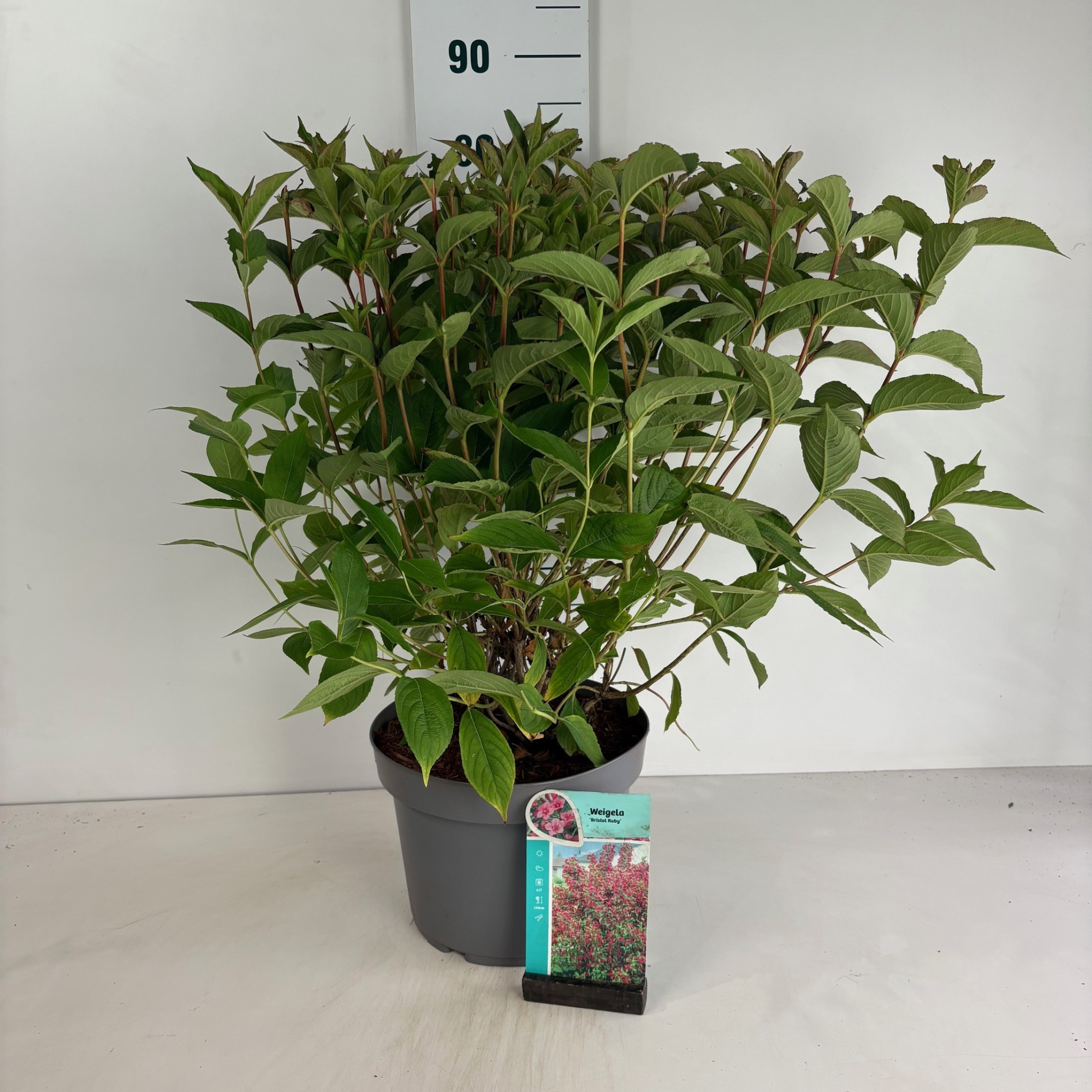 Weigela Bristol Ruby, D 29 cm