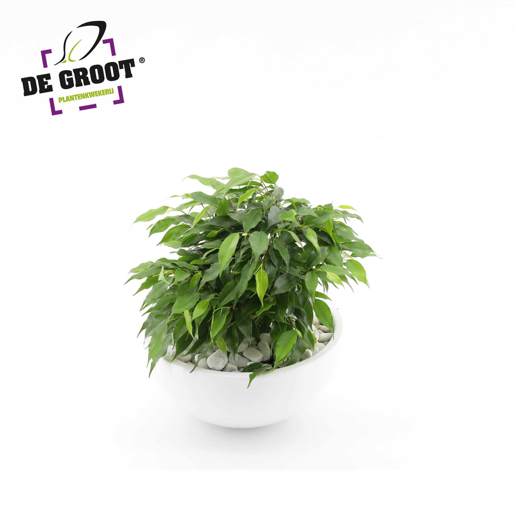 Arrangement Ficus Green Kinky in schaal, D 22 cm