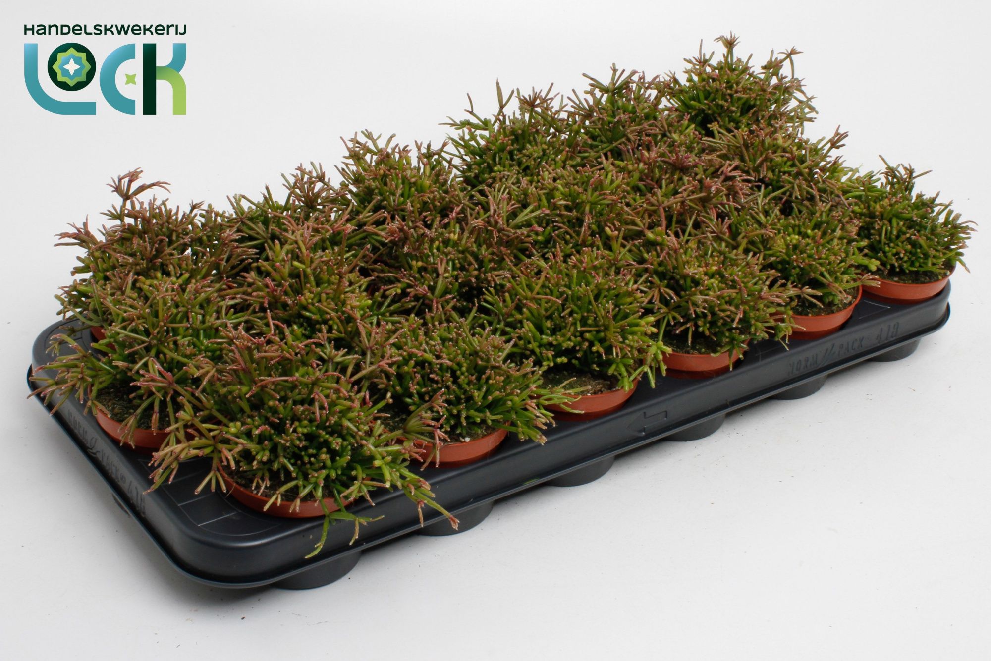 Rhipsalis Clavata, D 8,5