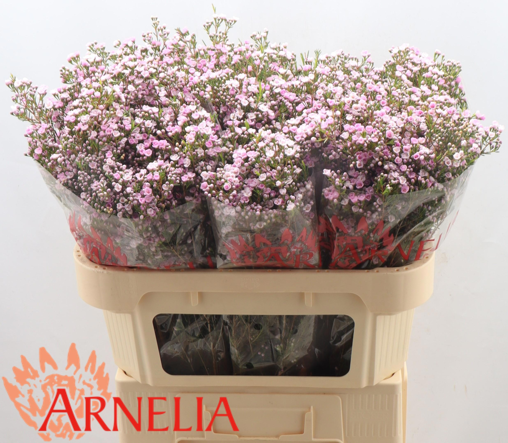 Шамелациум Пируэт 70, шт.