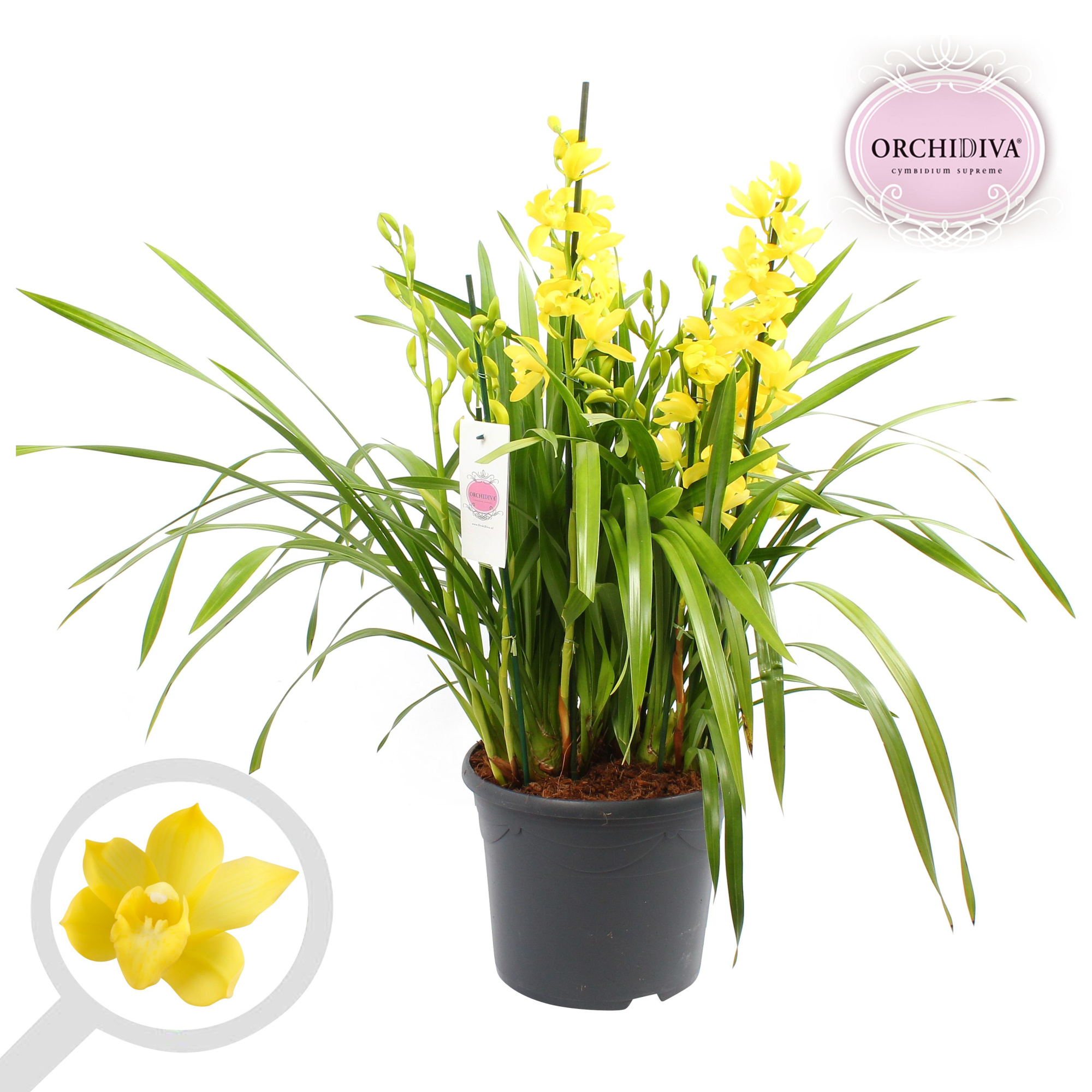 Cymbidium geel 10+tak getoufd, D 30 cm