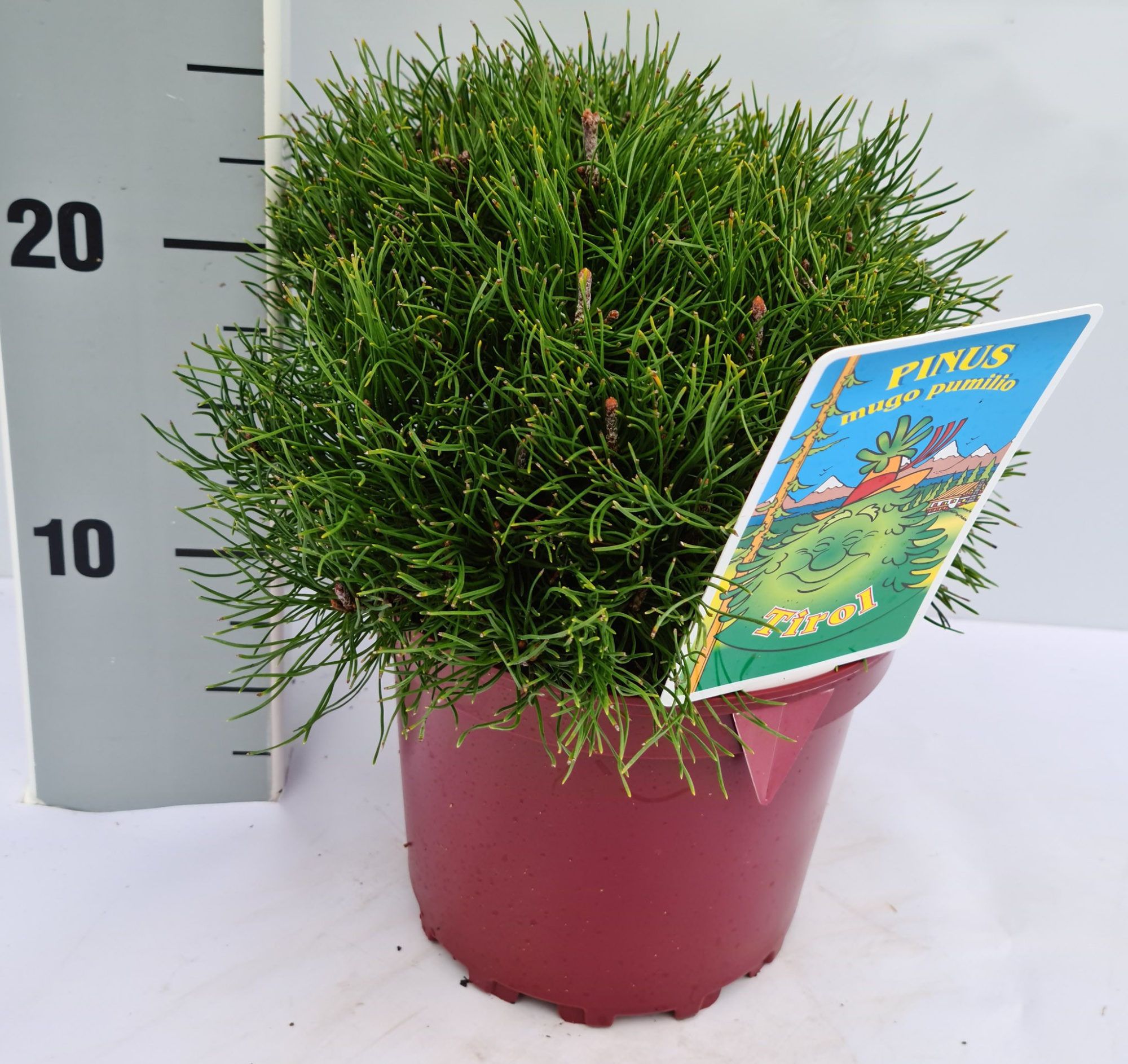 Pinus mugo var. pumilio, D 17 cm