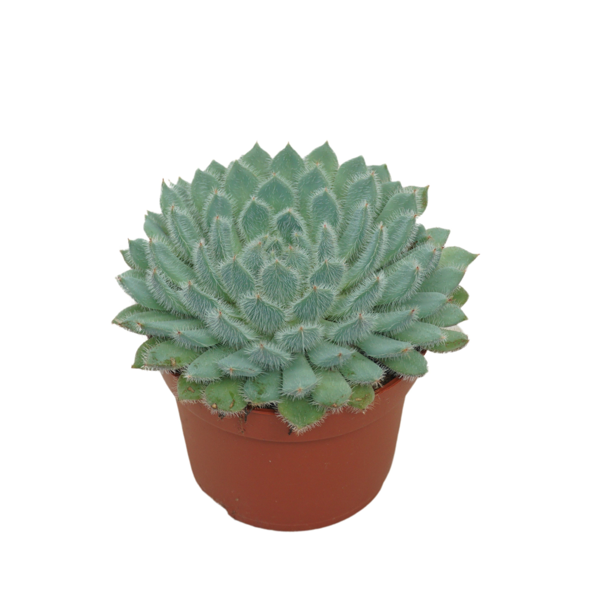 Echeveria setosa 10,5 cm, D 10,5 cm