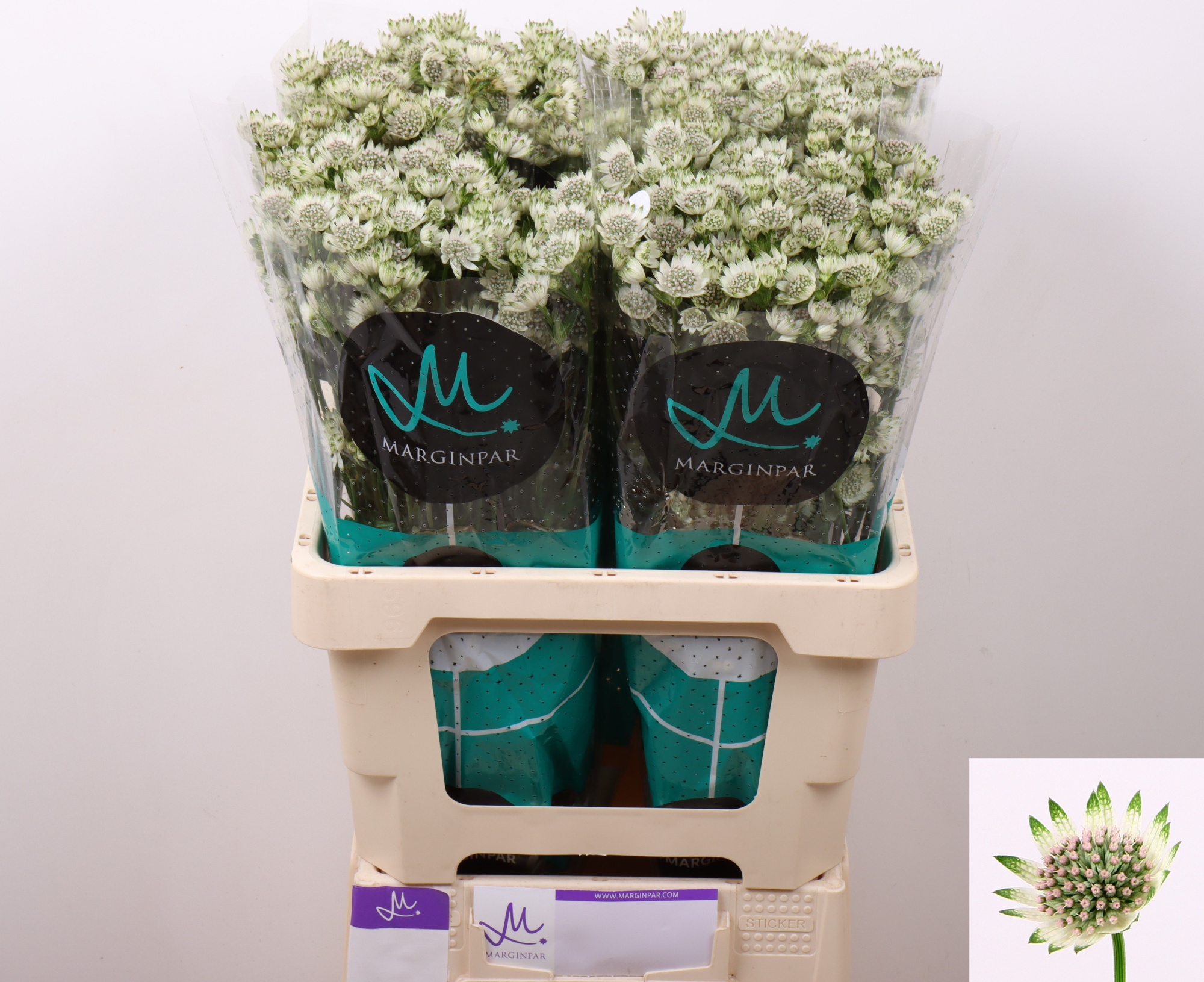 Астранция Биллион Старс 60, шт.