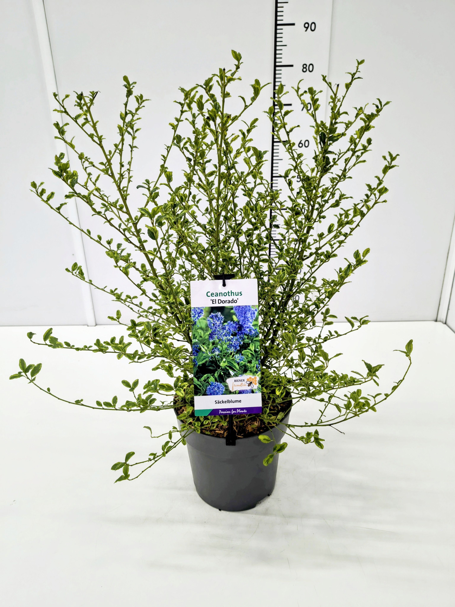 Ceanothus 'El Dorado' 50-60C5, D 23