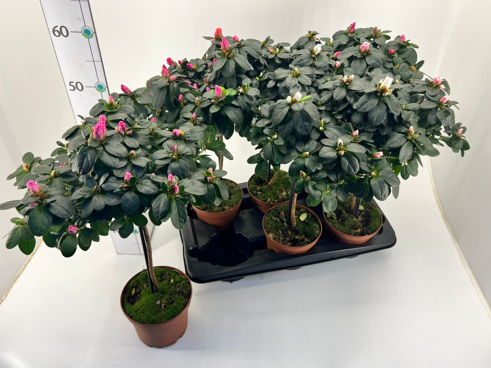 Rhododendron simsii stem T15 Mix, D 15