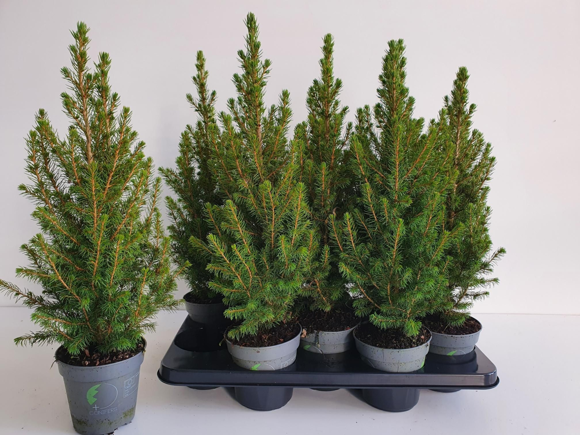 Picea glauca 'December', D 13 cm