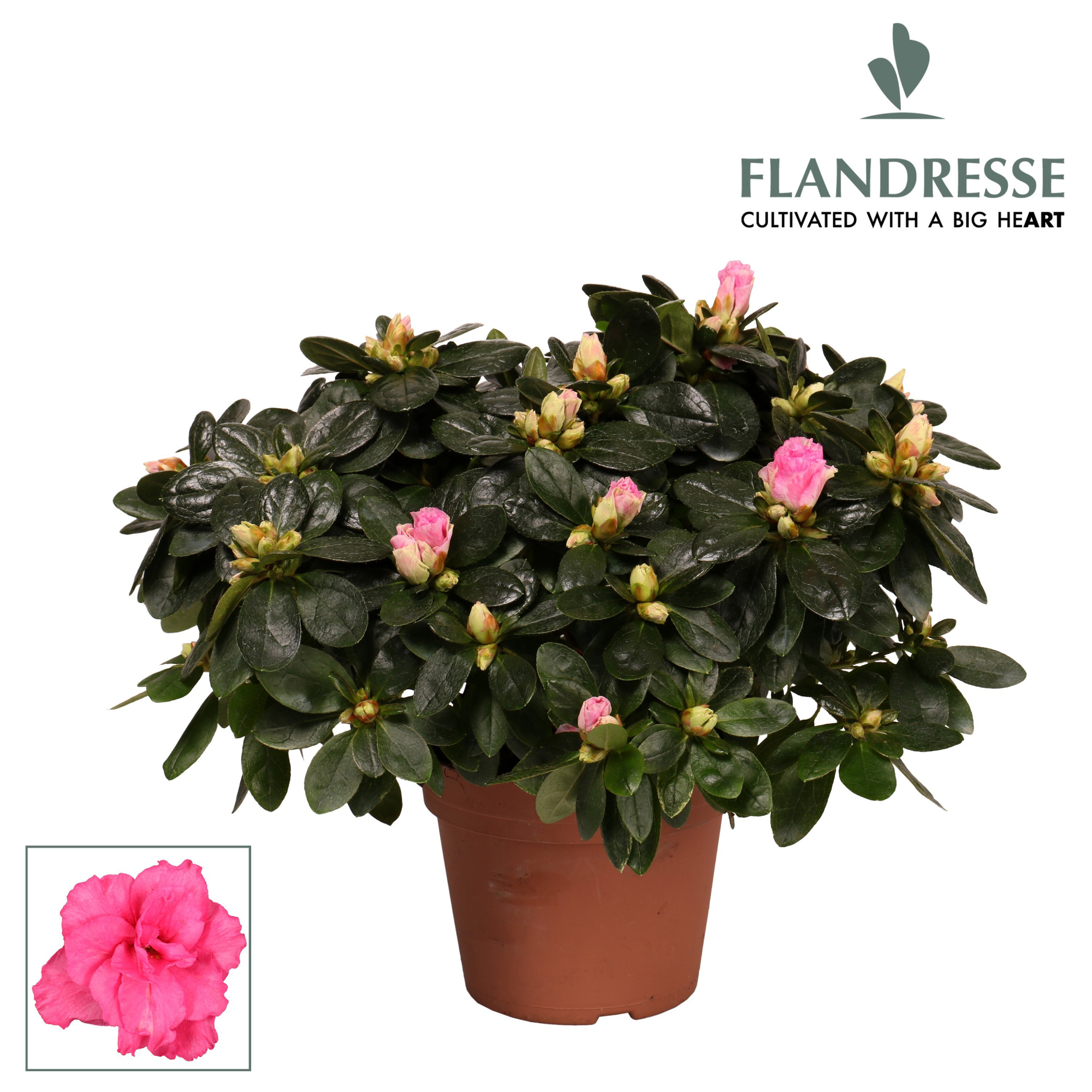 Azalea Flandresse® 'roze' 30 - 32 cm, D 14
