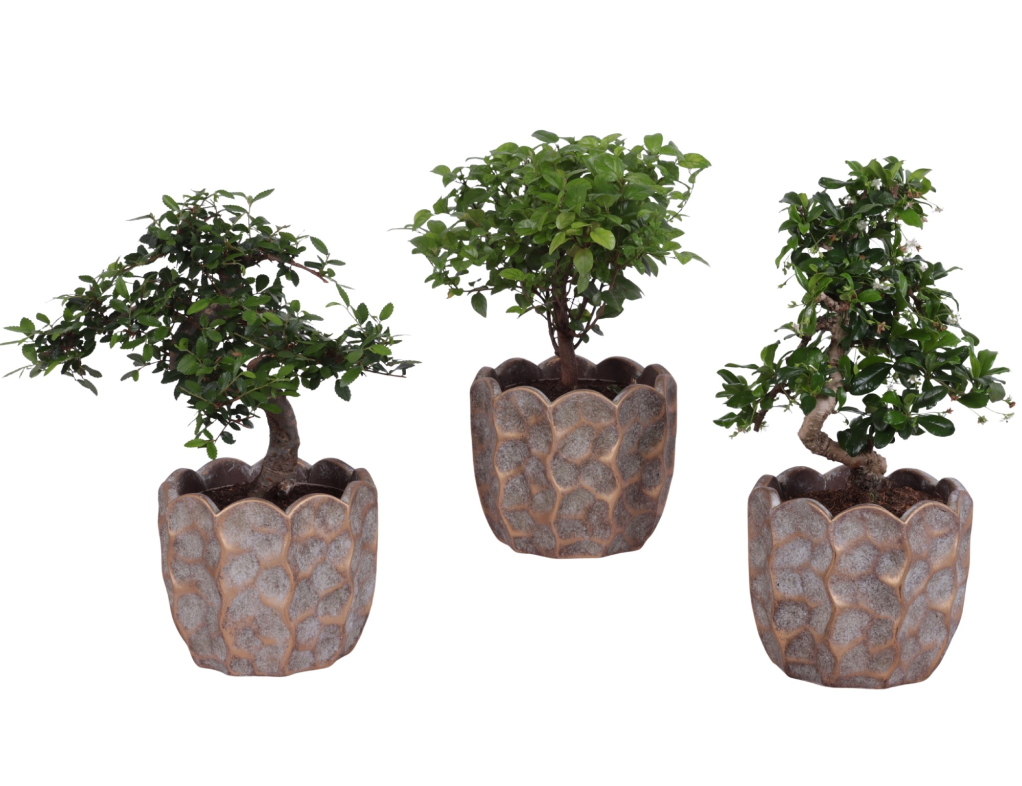 Bonsai Indoor Mix Ø12cm Mix B/S Shape in Ø 15cm Ceramic PL670, D 15