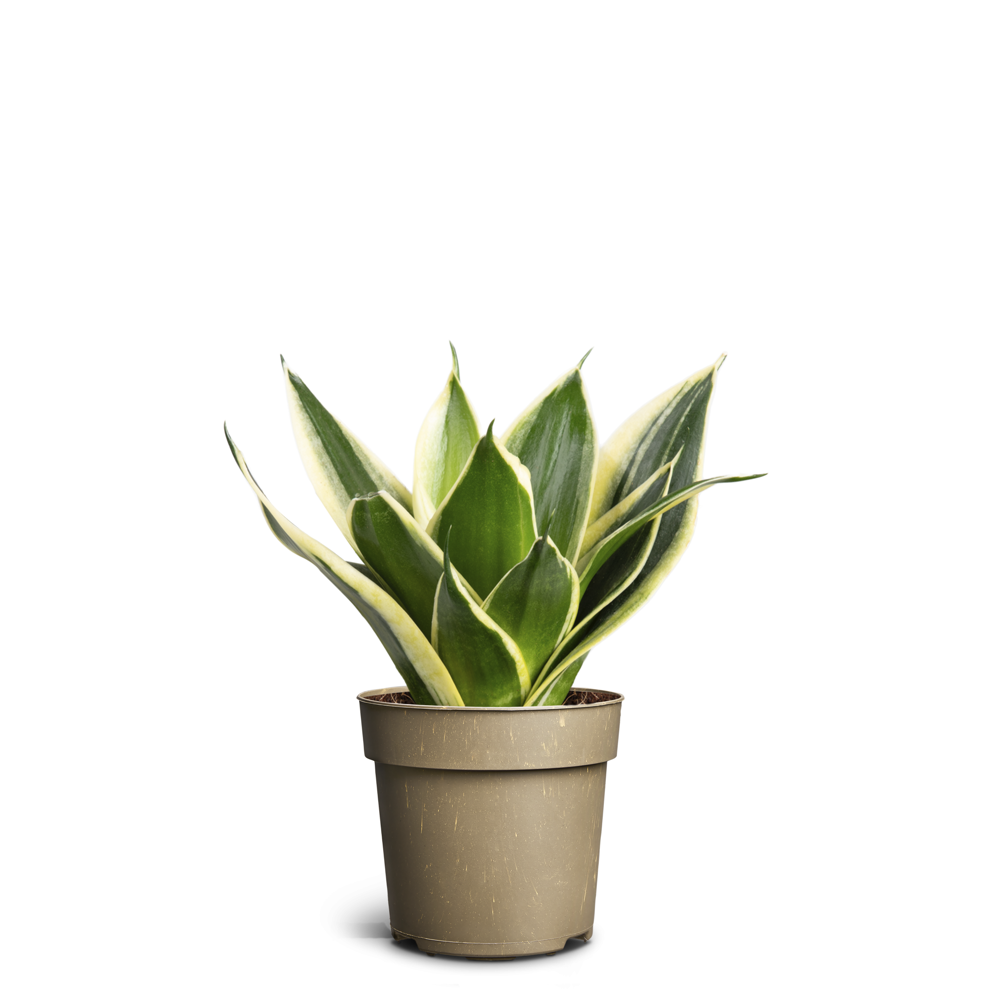 Sansevieria ´Hahnii Pagoda´, D 11 cm