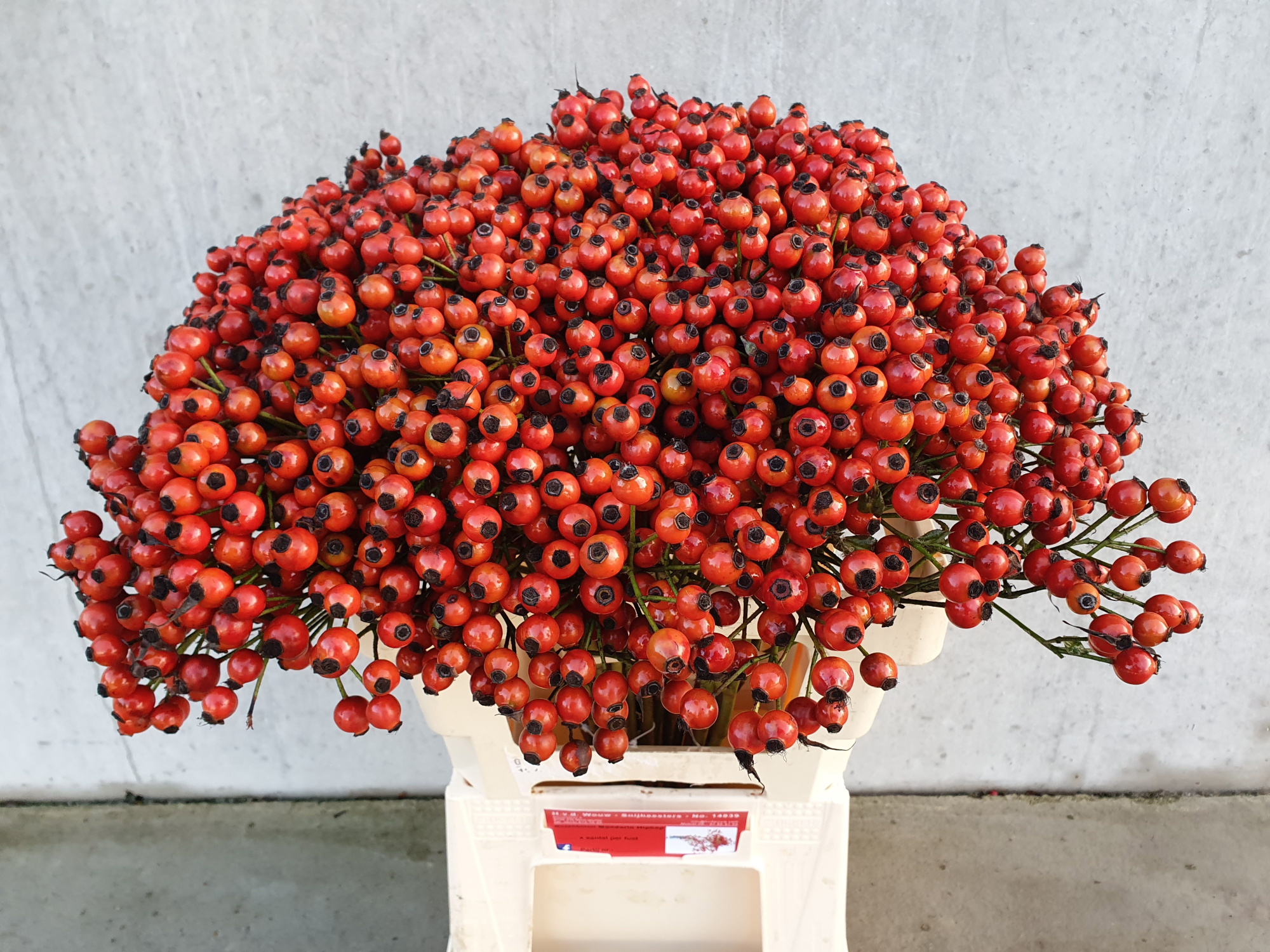 Рузботель Коник Хипхоп 60, шт.