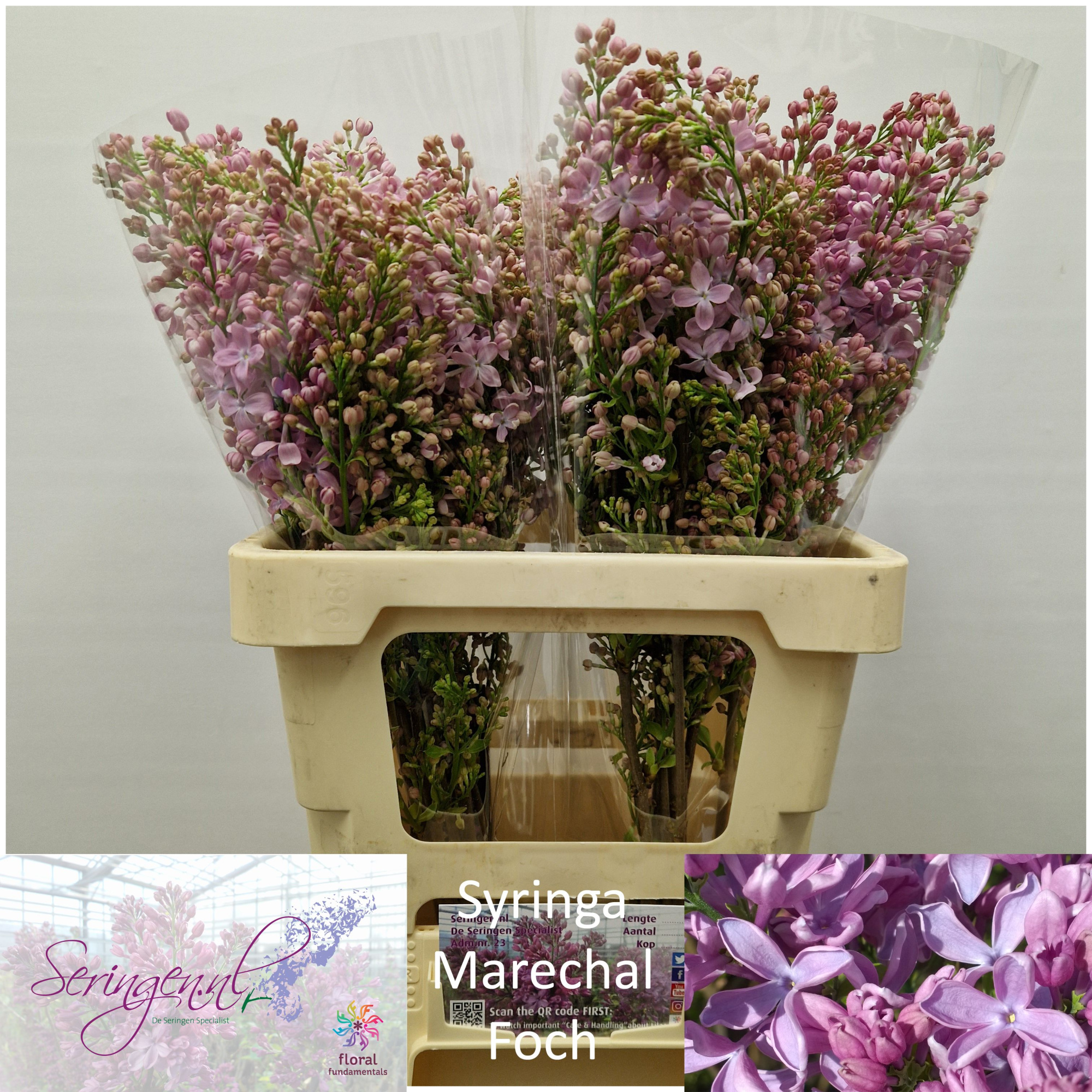 Сирень Маршал Фох 60 (роз.), шт.