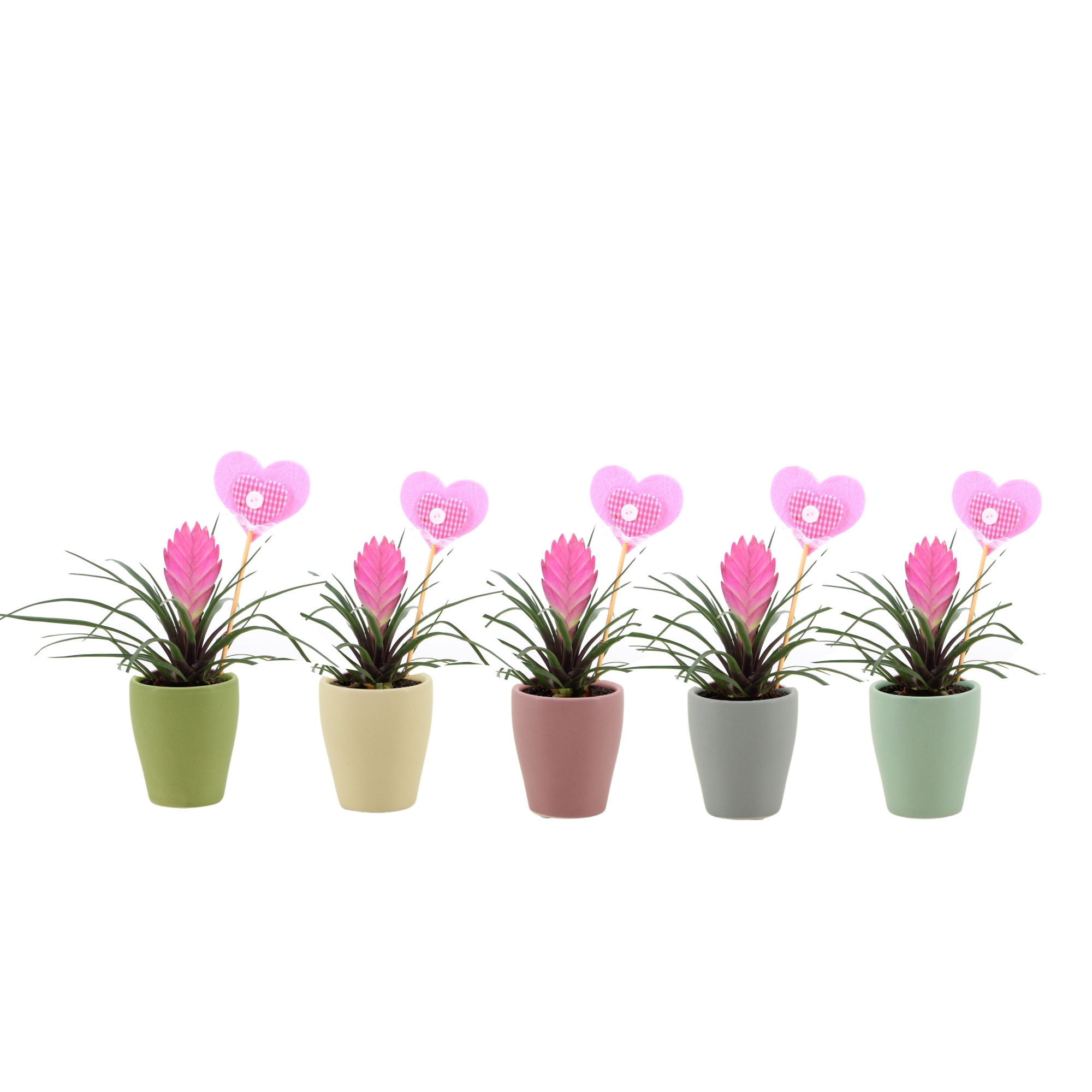 Tillandsia Cyanea in keramiek met hart bijsteker, D 7 cm