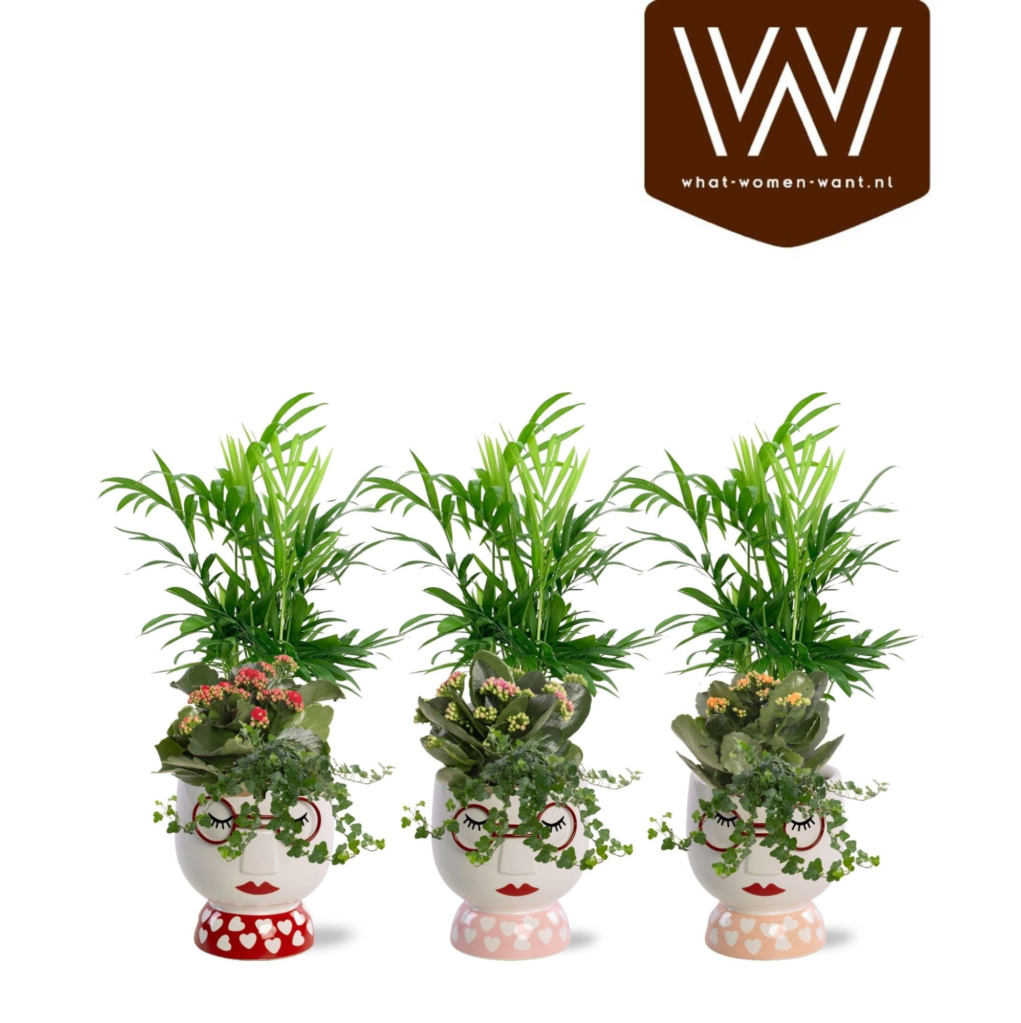 Collectie "Sympathetic Moods" - Arrangement in pot Steffie, D 12