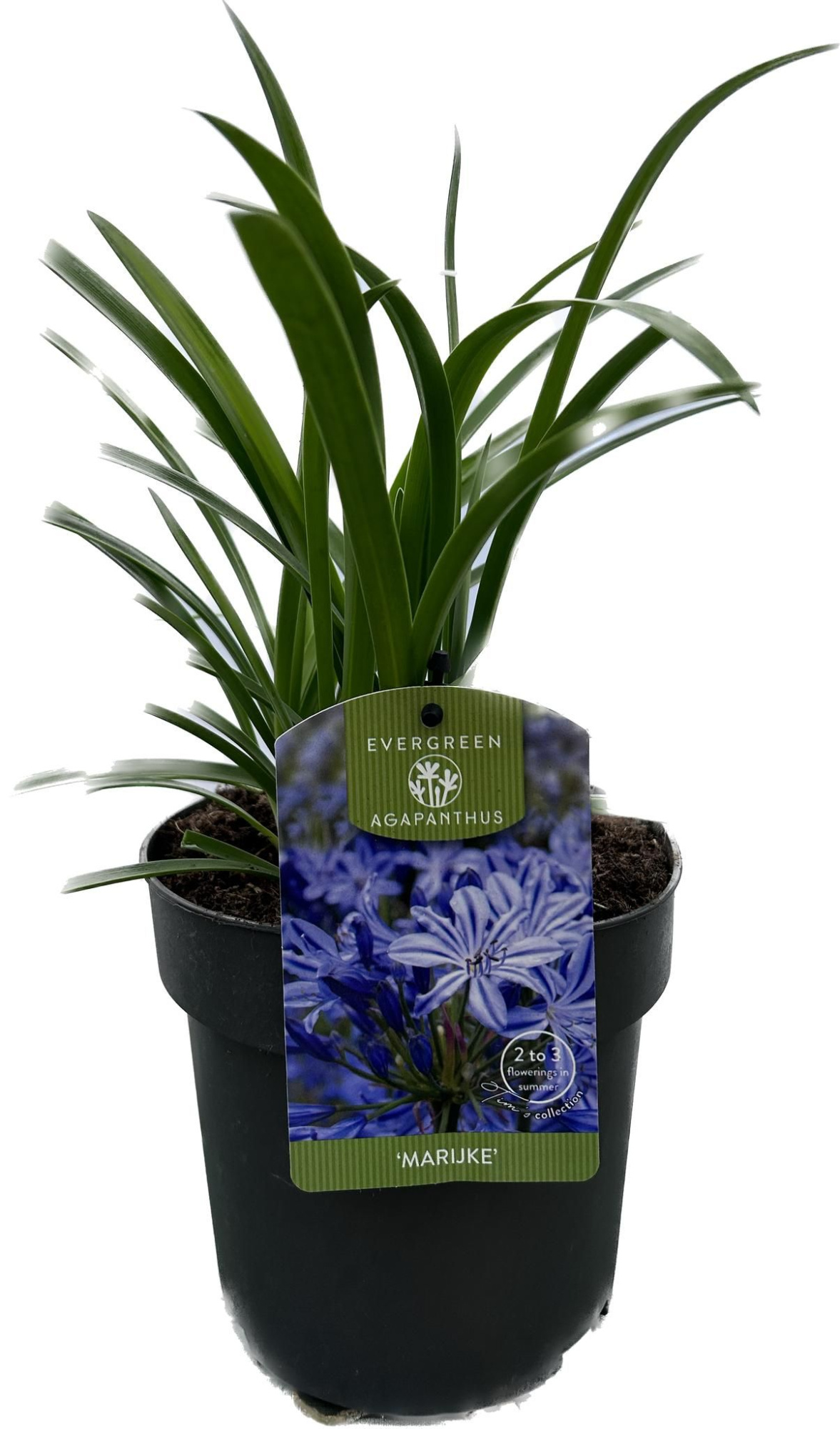 Agapanthus 'Marijke' P17 EVERGREEN, D 17