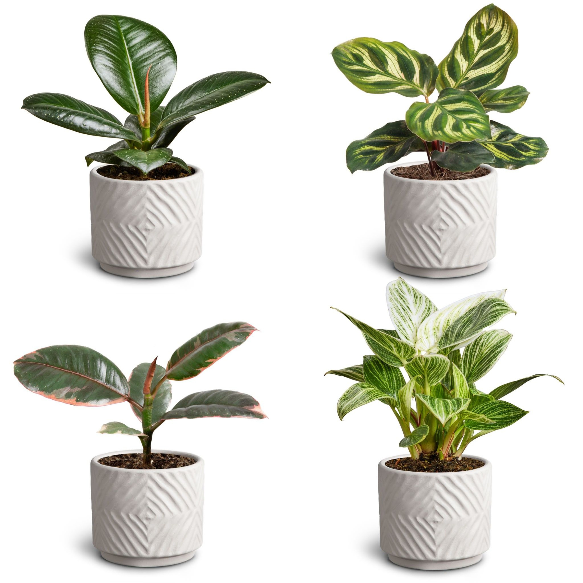 Dune Sand, Leaf Collection, D 7 cm