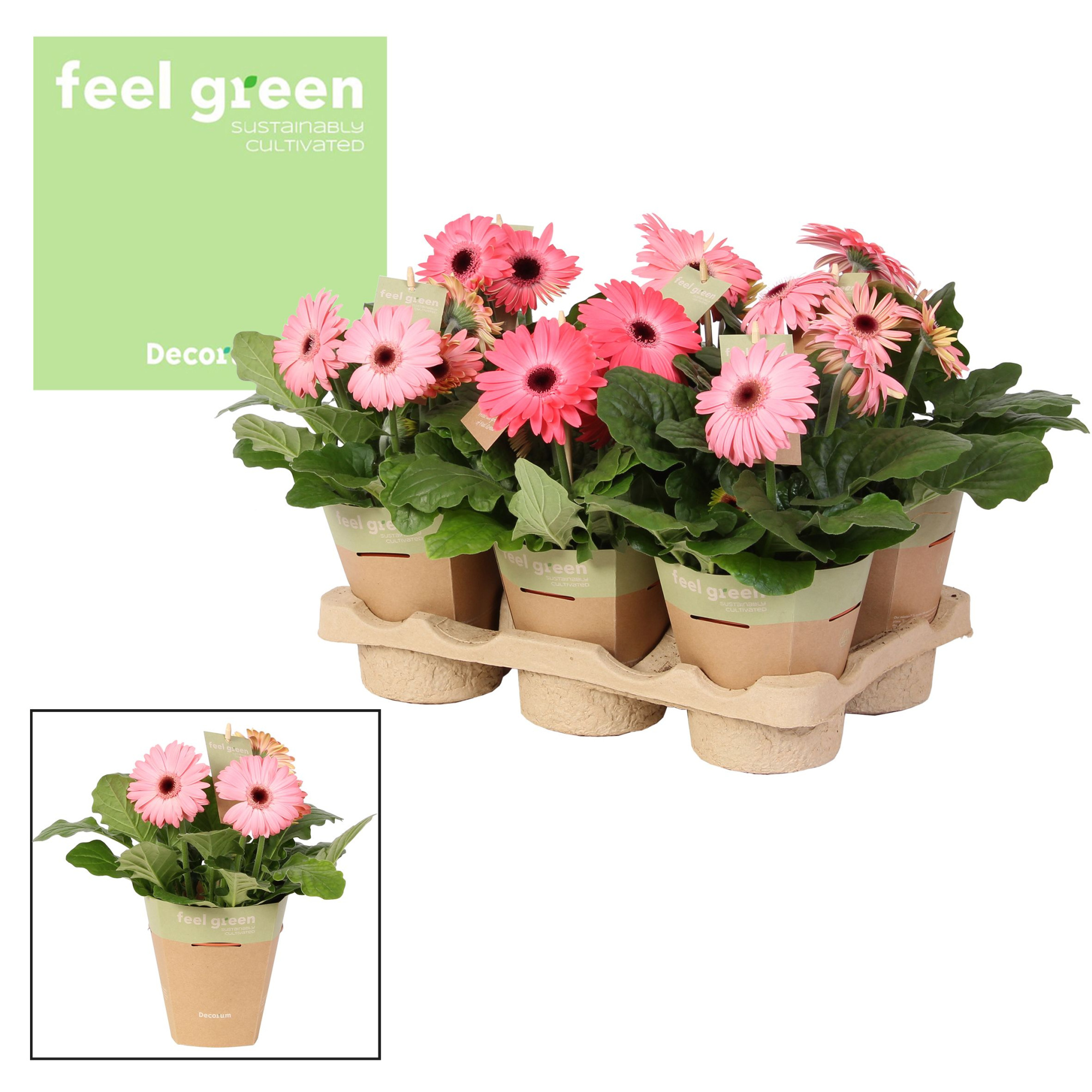 Gerbera rosetinten 2+ bl. Feel Green, nature pc Decorum, D 12