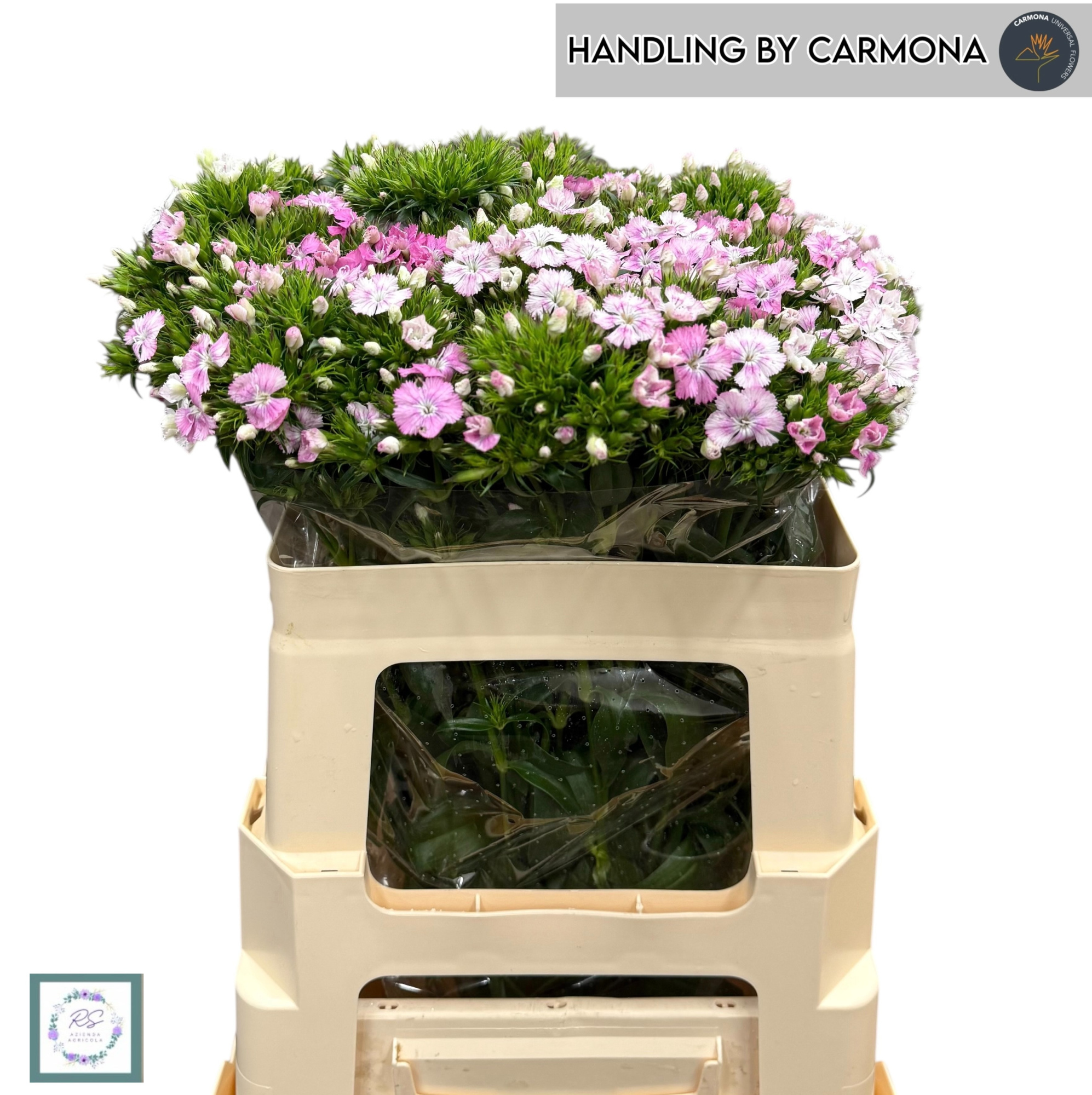 Диантус Барбатус Амазон Роуз Мэджик 55, шт.