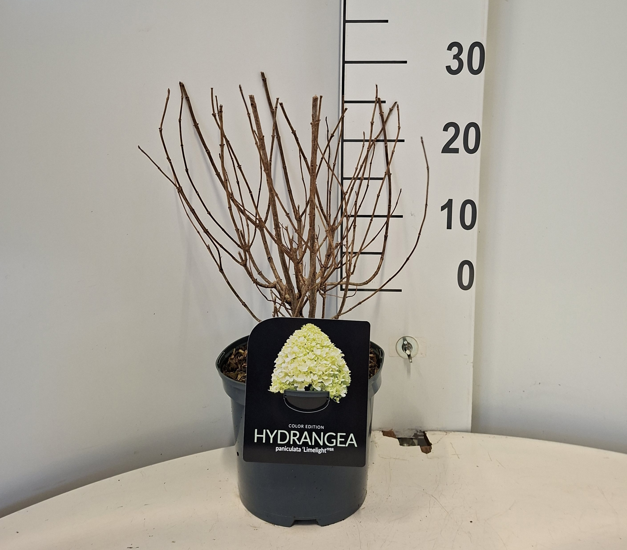Hydrangea pan 'Limelight', D 19