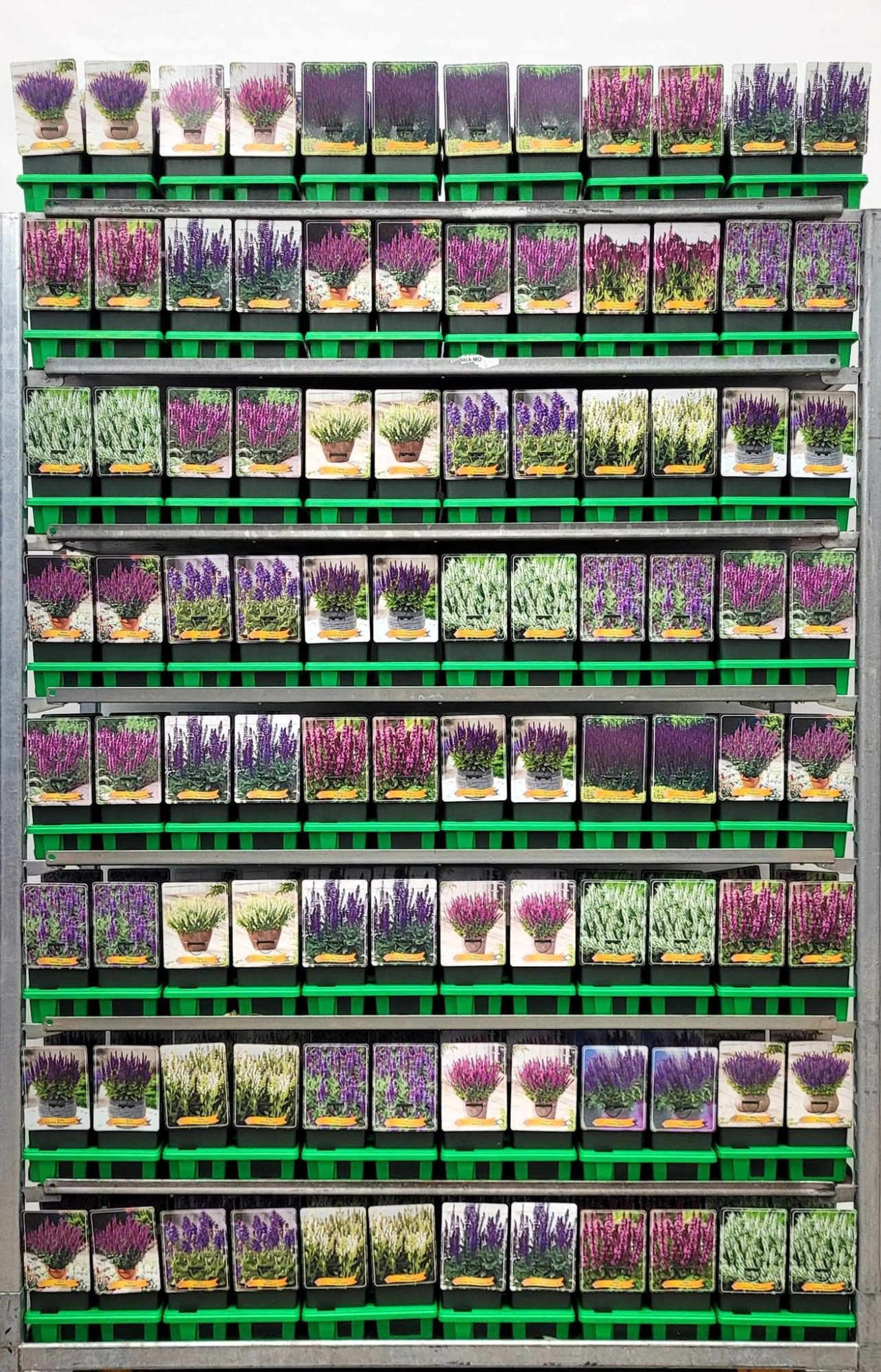 Salvia Mix CC P11, D 11 cm