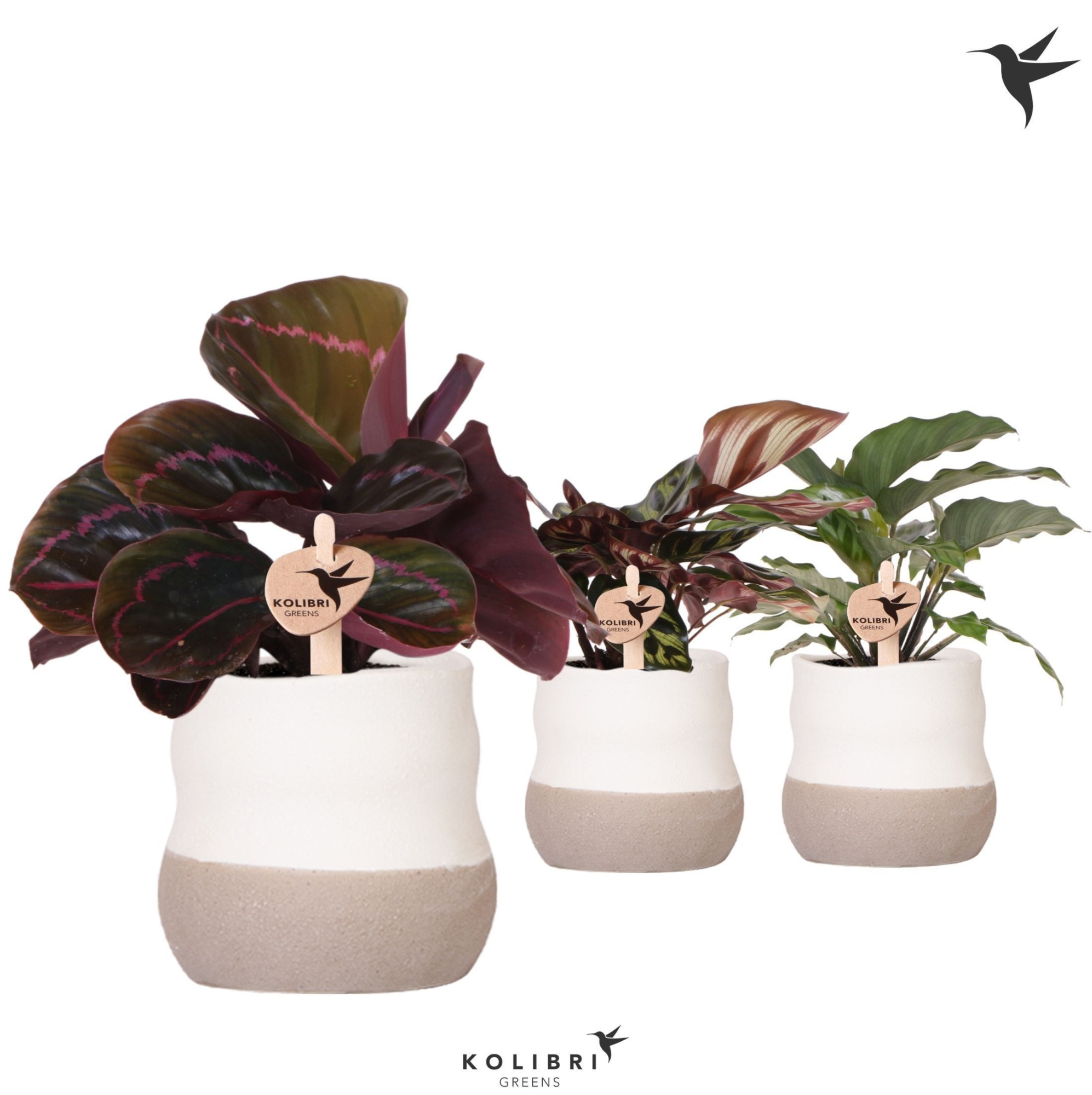 Kolibri Greens Calathea mix in Imperfect pot, D 9
