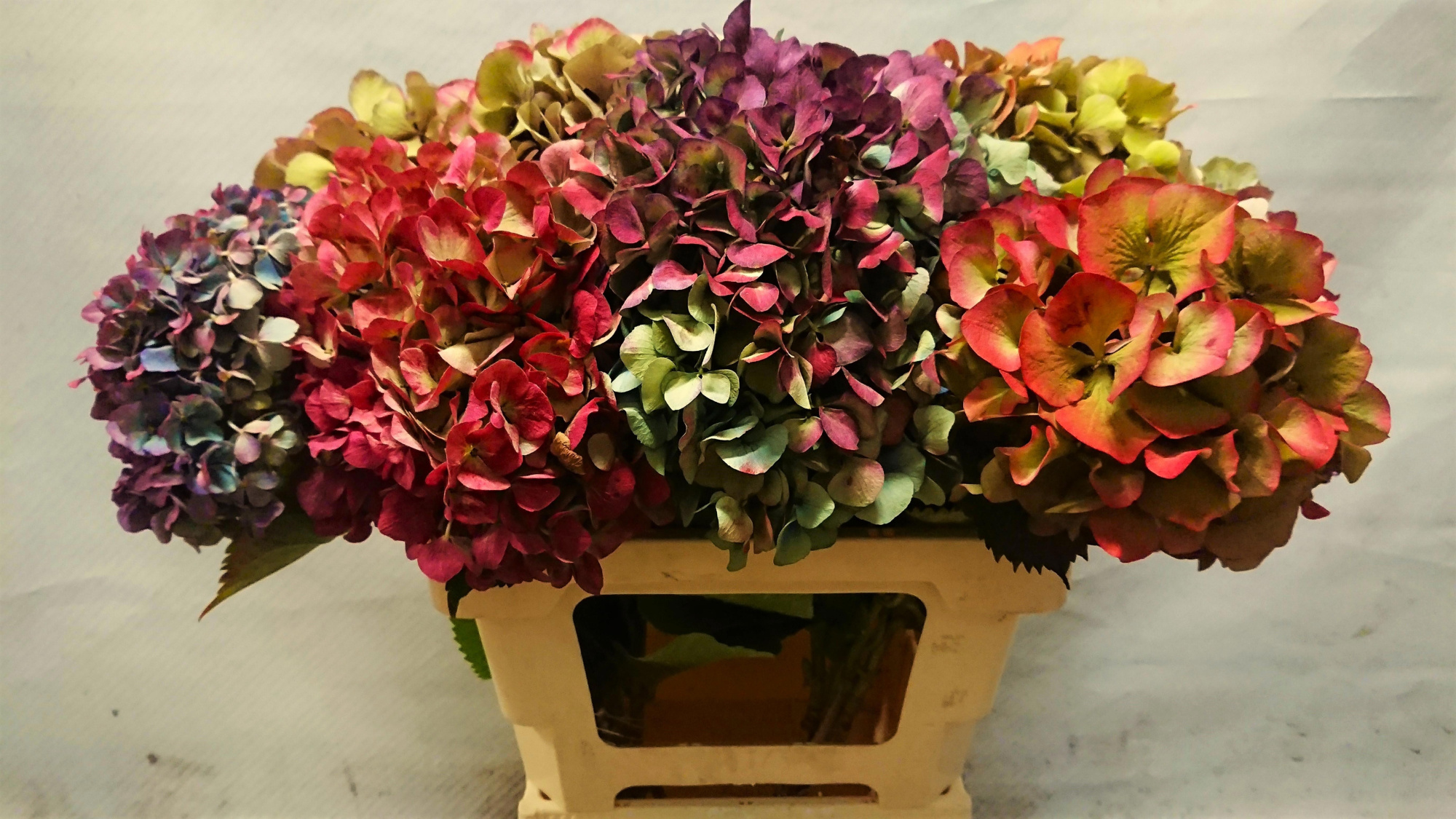 Гортензия Овериг Классик 55, шт.