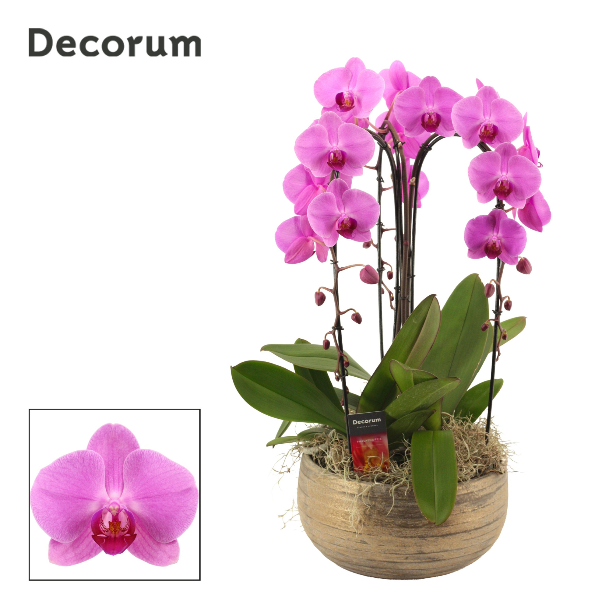 Oro cascade 3 tak symphony pink (Deco-collection), D 27