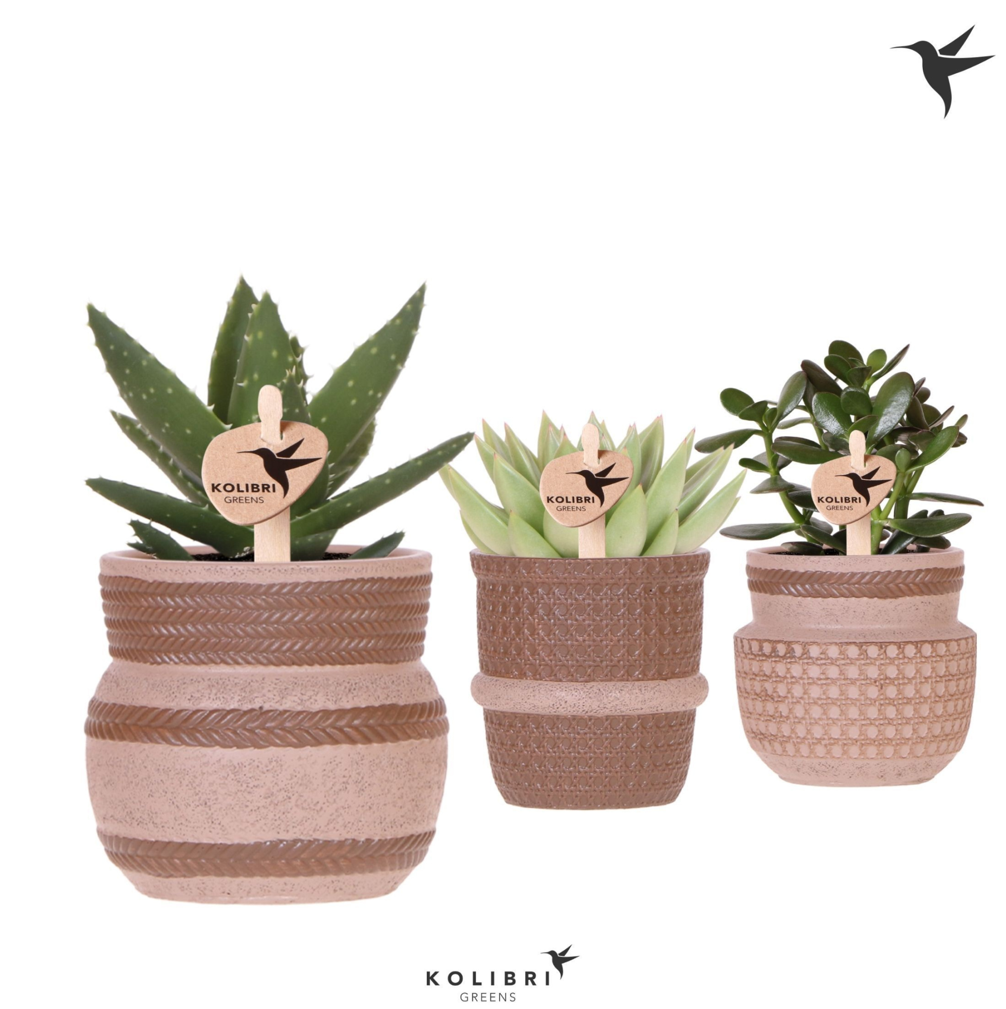 Kolibri Greens Succulenten mix in Ethnic pot sand mix, D 9