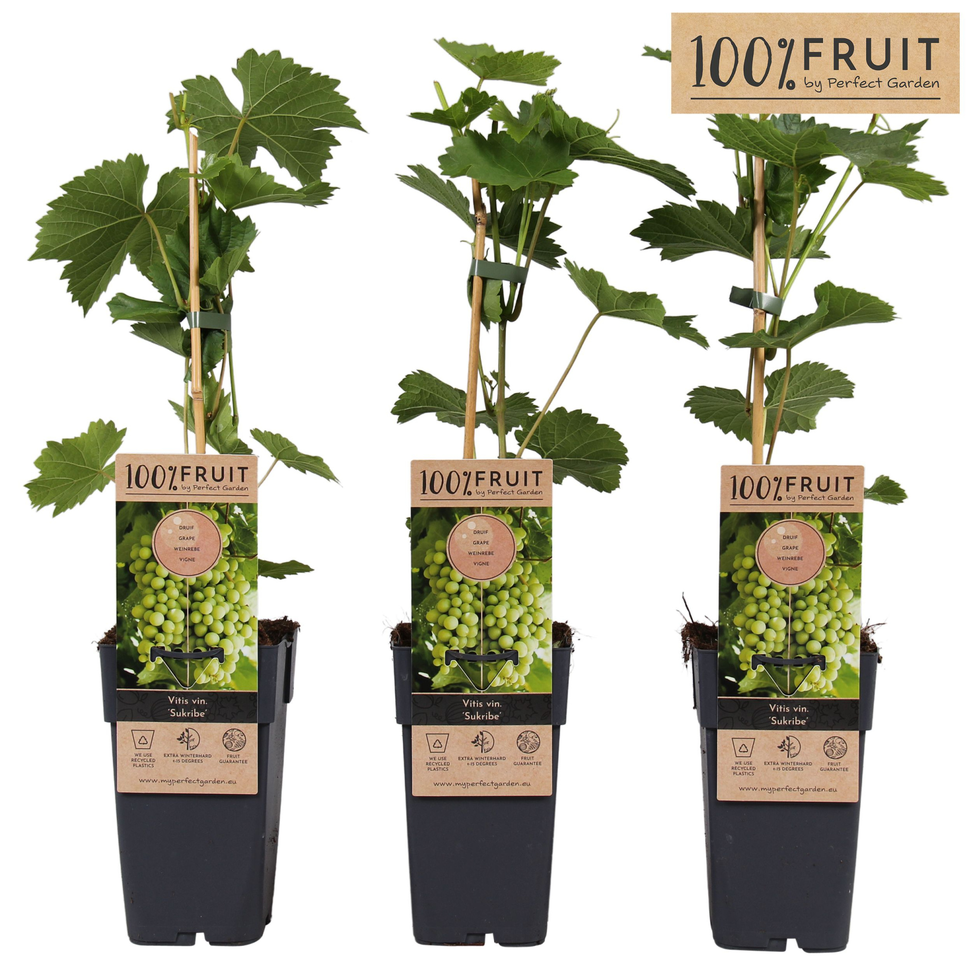 Vitis Sukribe P15, D 15 cm