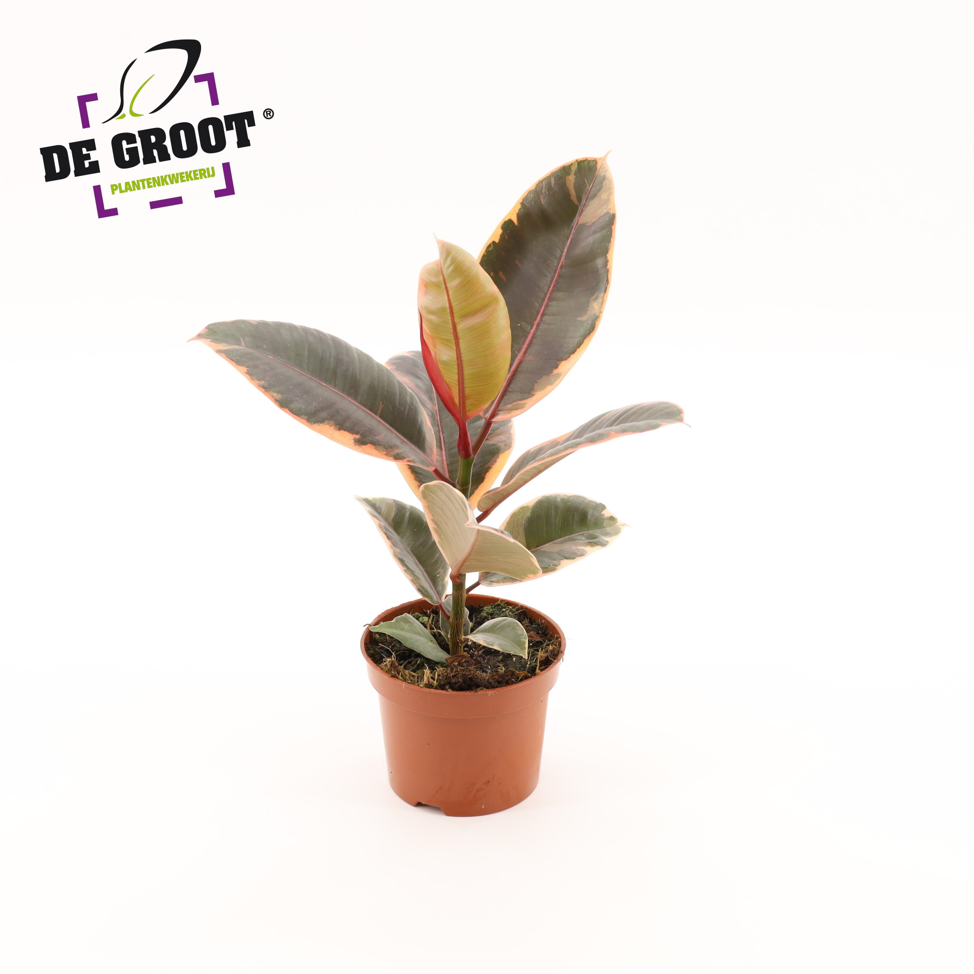 Ficus elastica 'Belize', D 12 cm