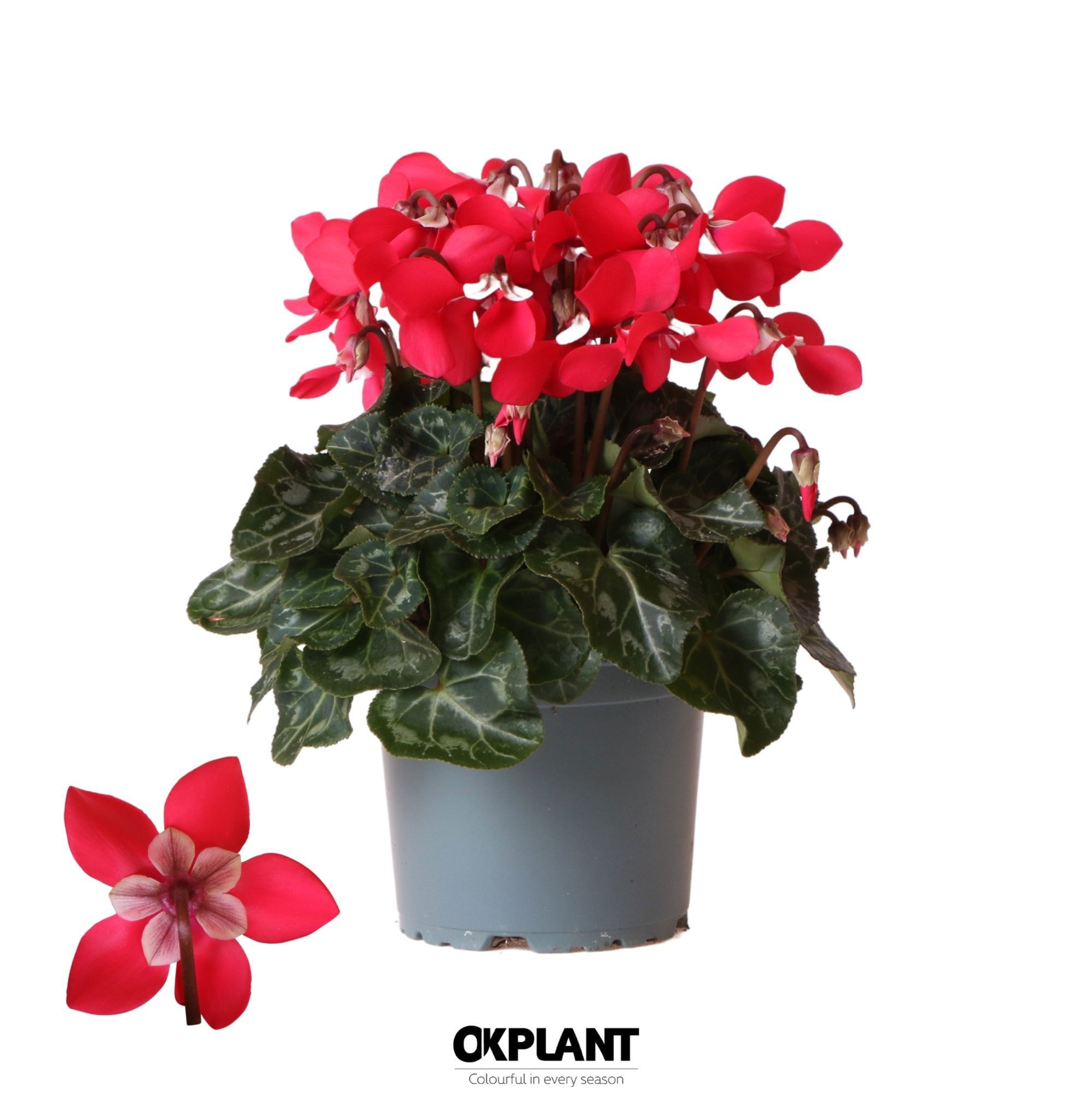 Cyclamen Djix red, D 12 cm