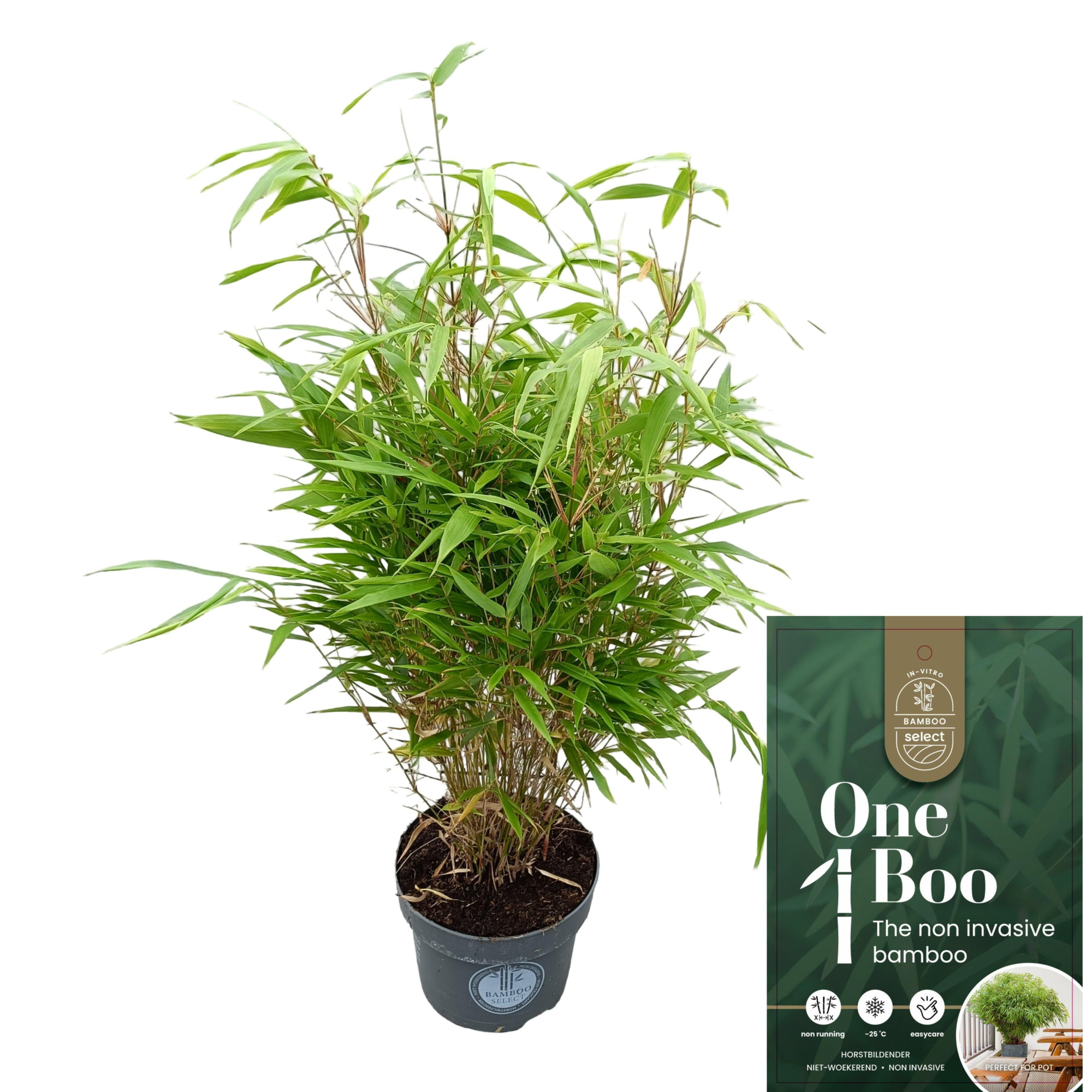 Fargesia Rufa C5, D 23