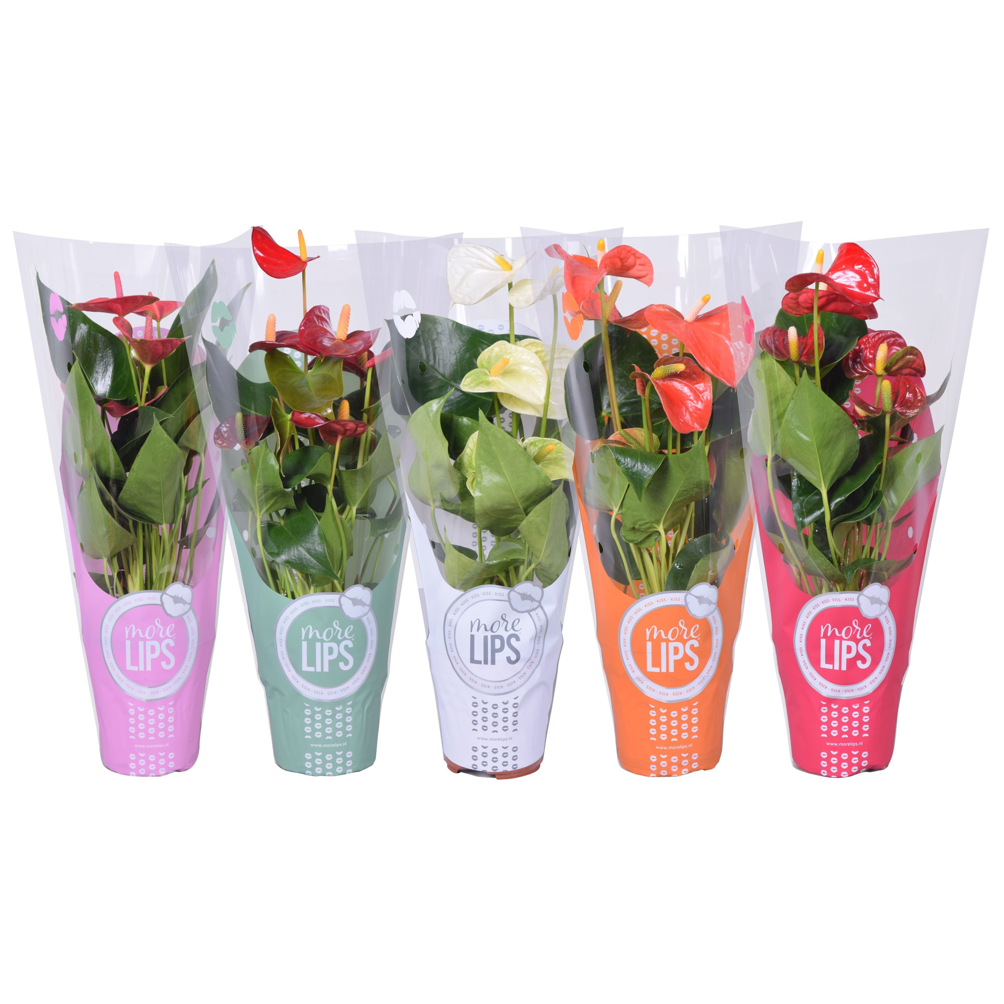 MoreLIPS® Anthurium mix in ShowHoes, D 12 cm