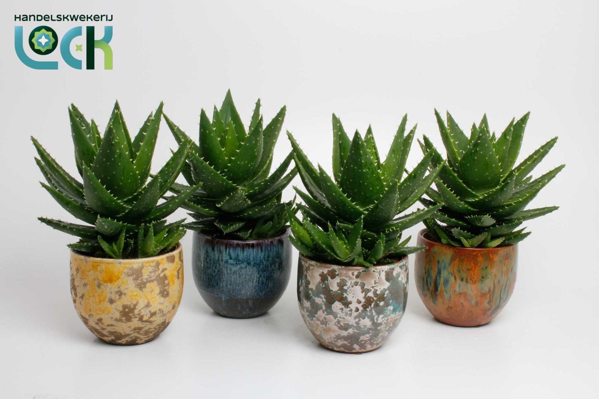 Aloë Mitriformis in mix Luuk pot, D 12