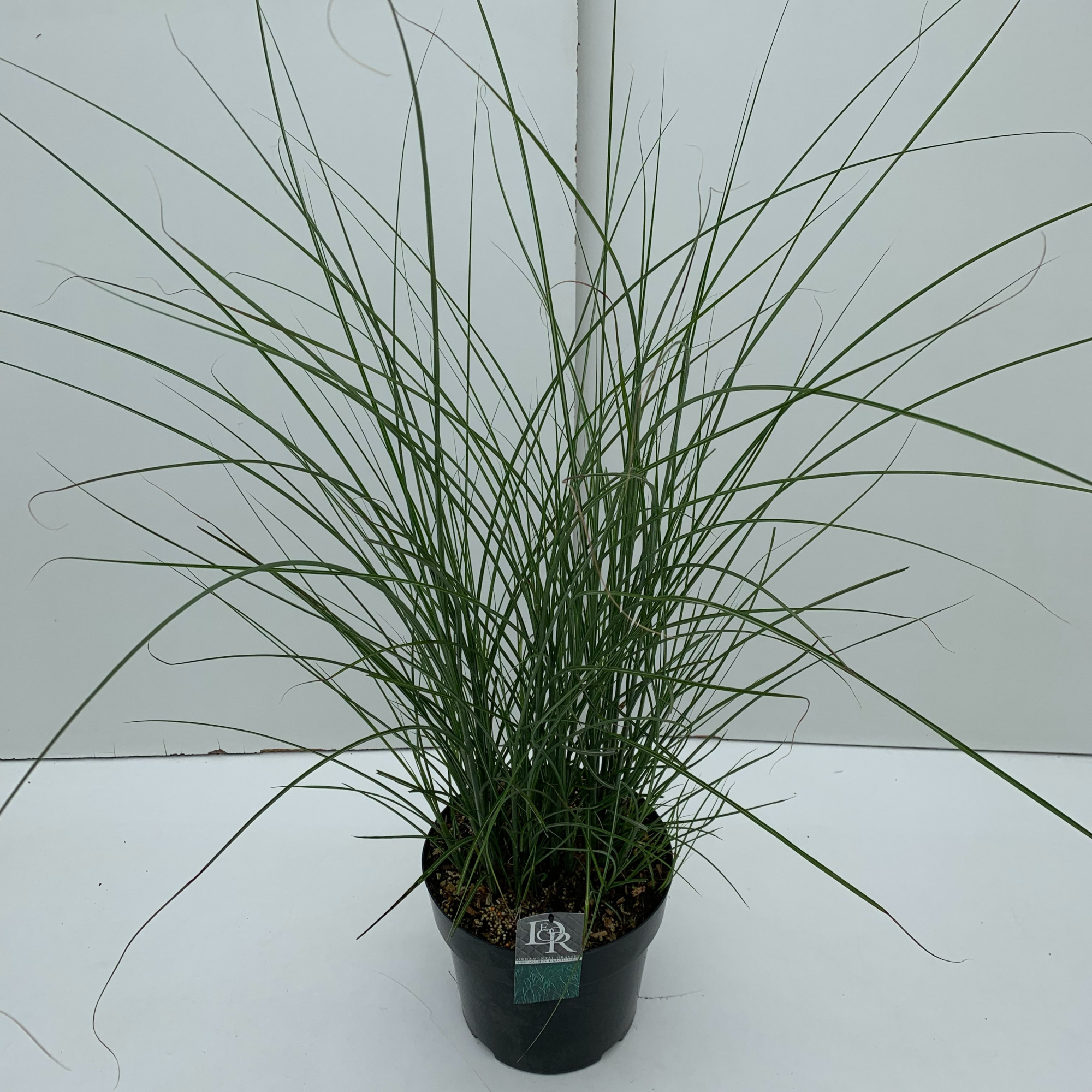 Miscanthus 'Gracillimus', D 29 cm