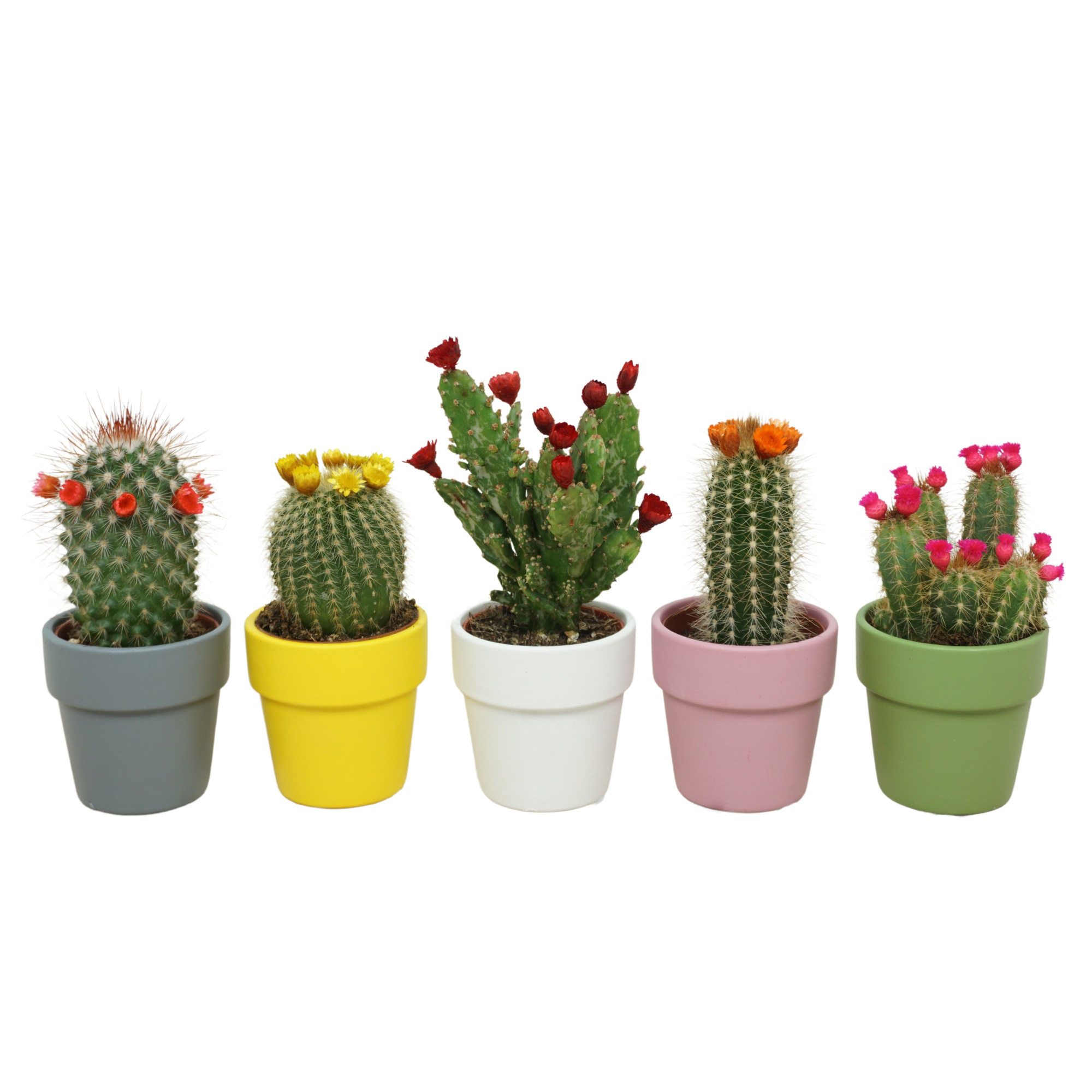 Cactus strobloem in 6 cm 'Durango Kraagpot', D 5,5 cm