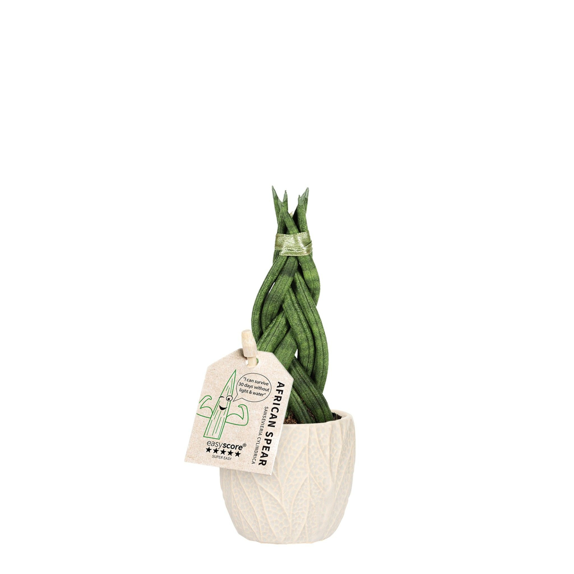 Leaf Sand, Sansevieria cylindrica Braid, D 10 cm