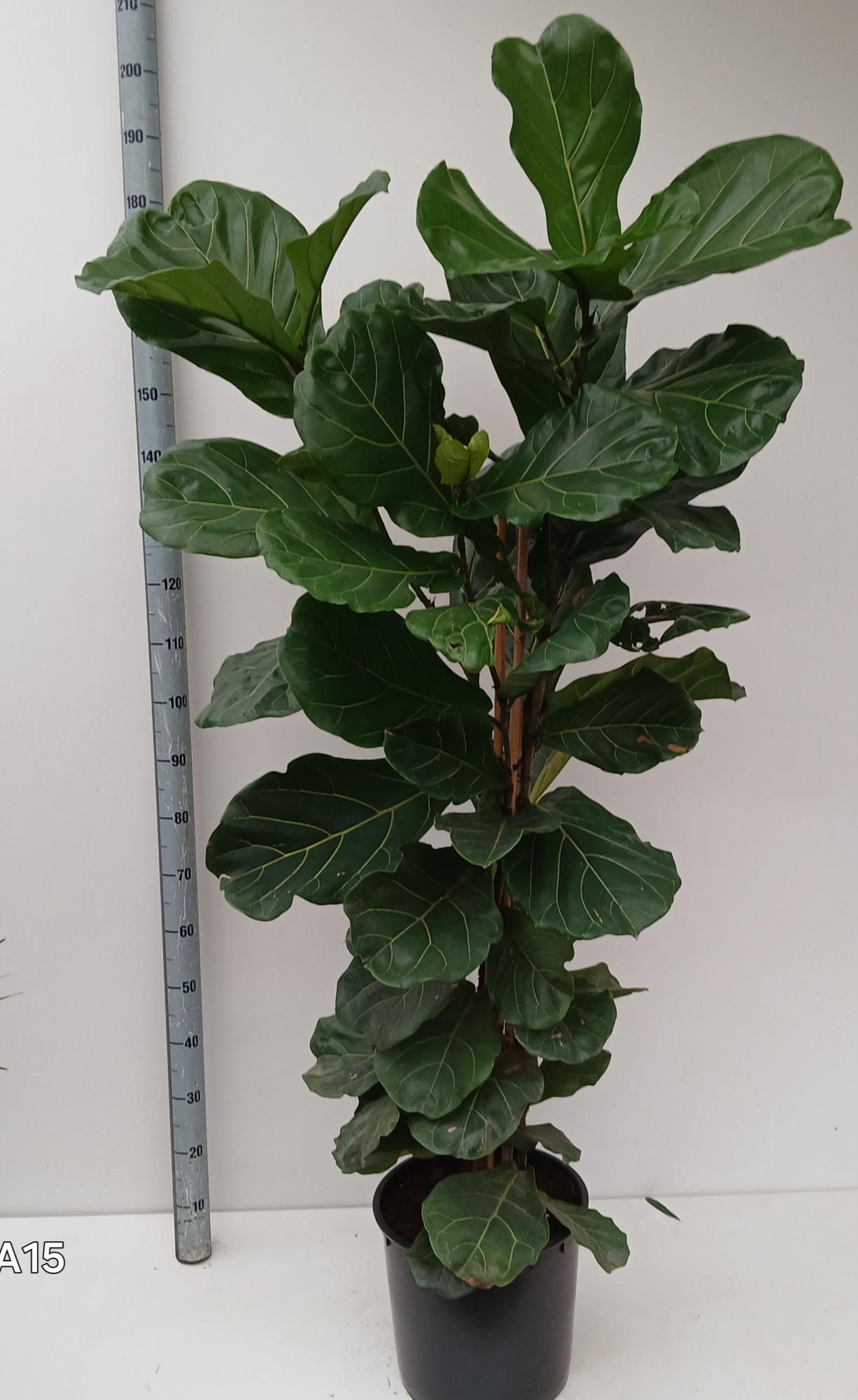 ficus lyrata, D 34 cm